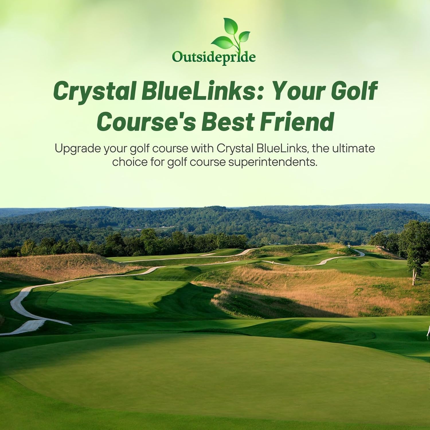 Crystal Bluelinks Creeping Bent Grass