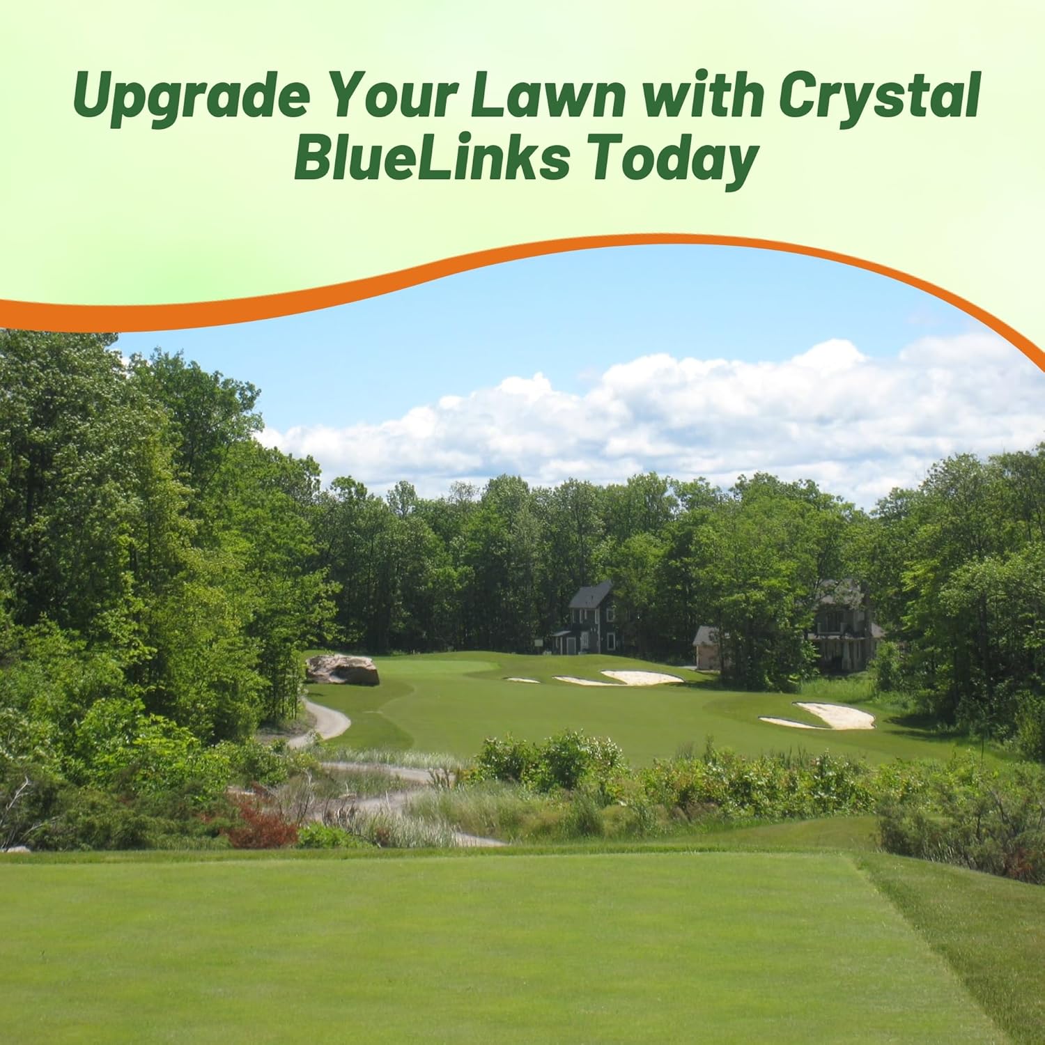 Crystal Bluelinks Bent Grass For Putting Greens