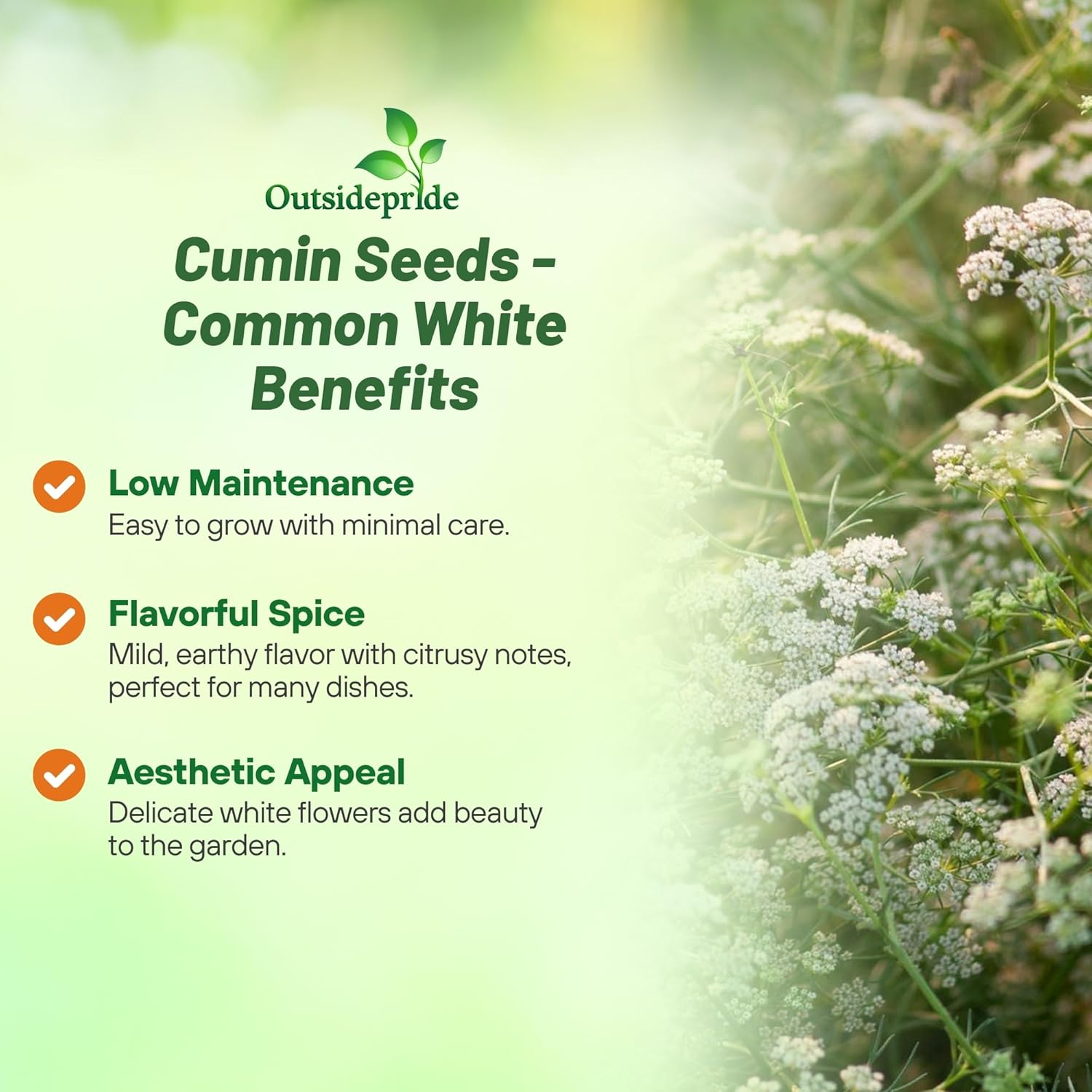 Cumin Herb Garden