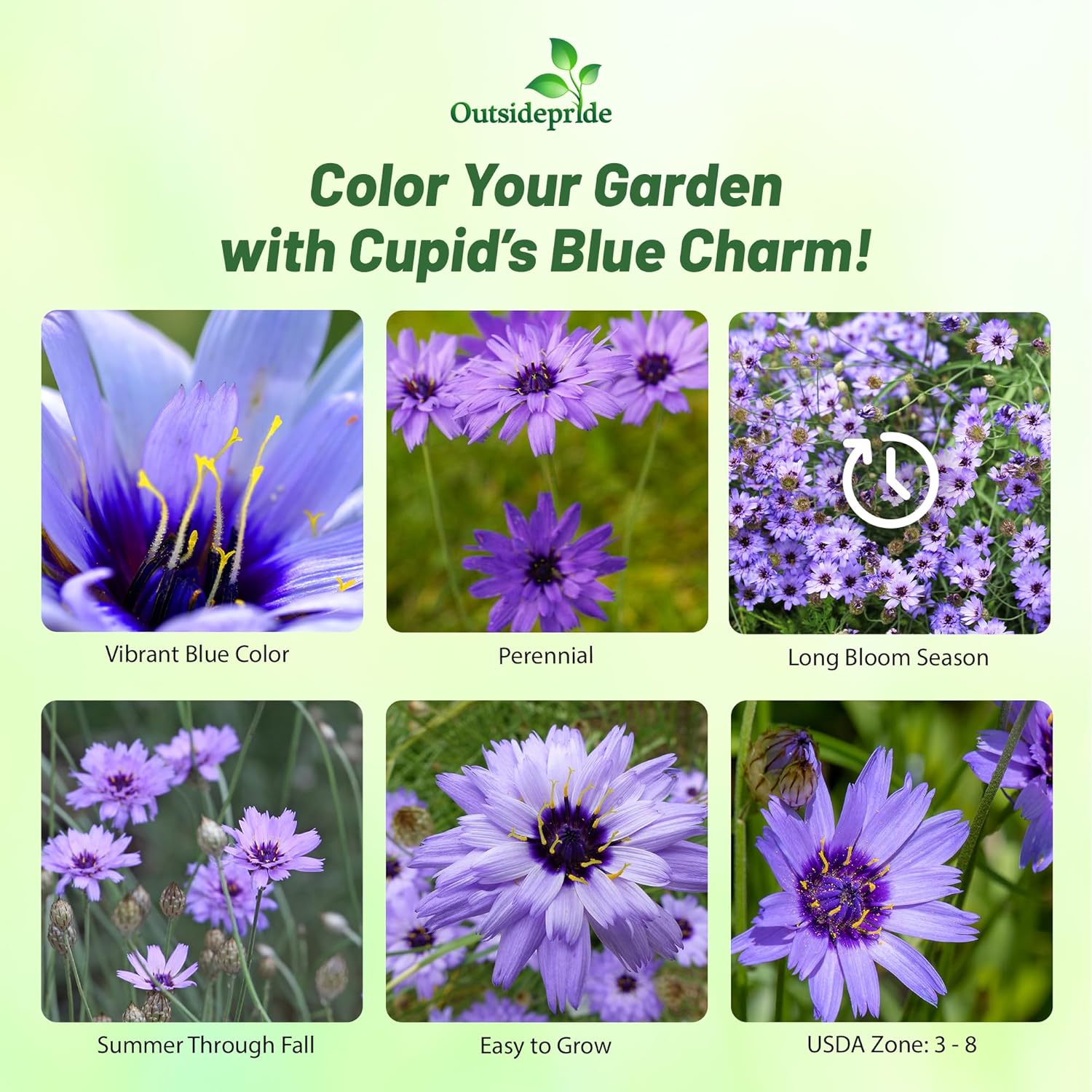 Catananche Caerulea Blue Flower Garden