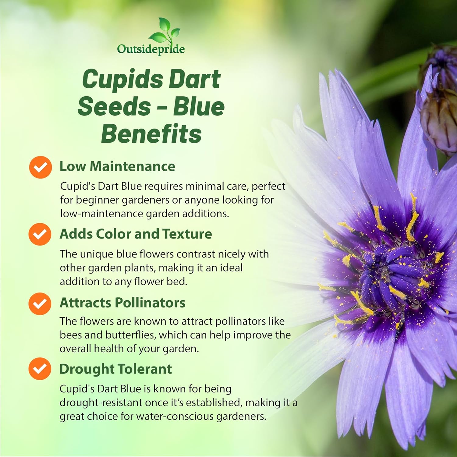 Cupids Dart Blue Flower Garden