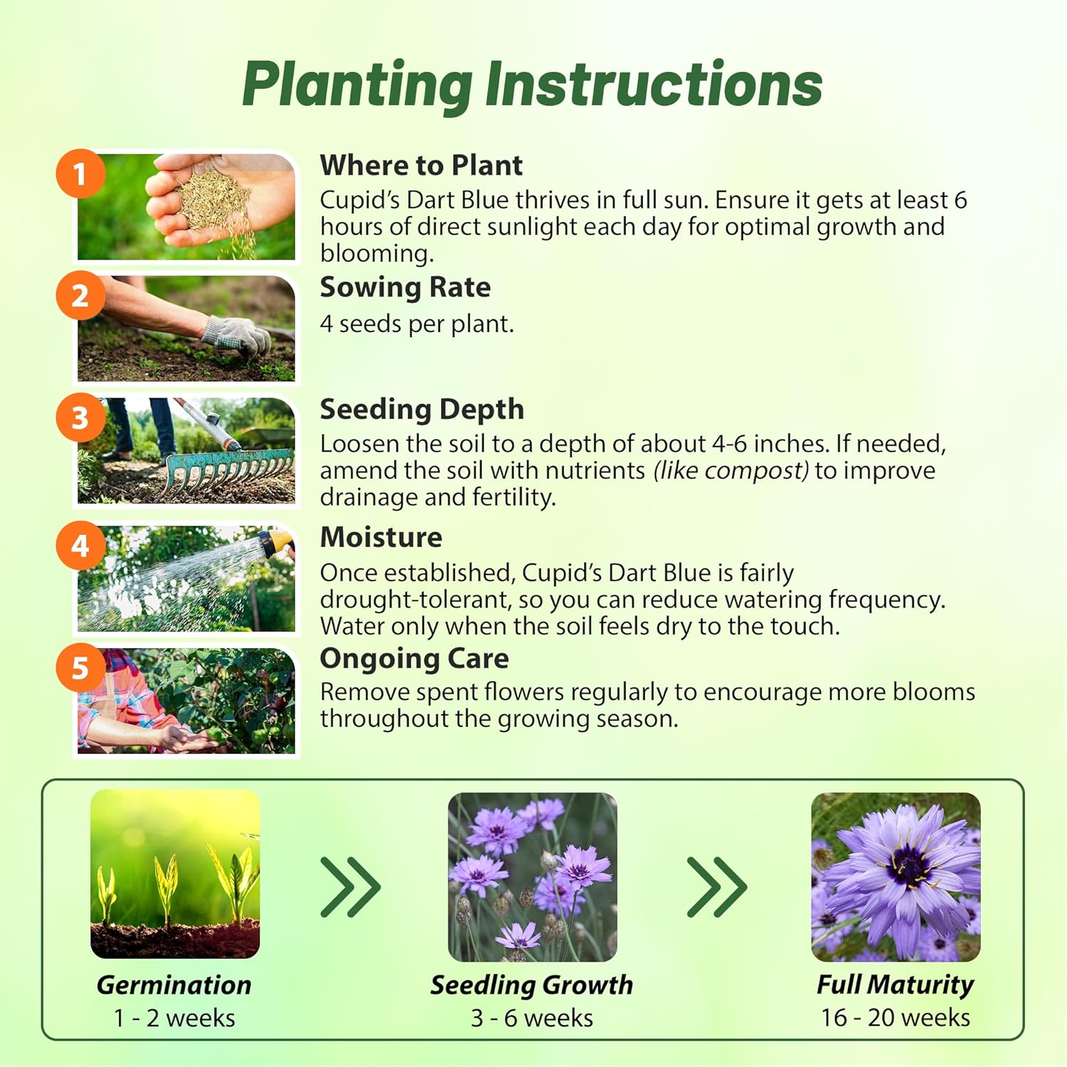 Cupids Dart Blue Flower Seed Planting Directions