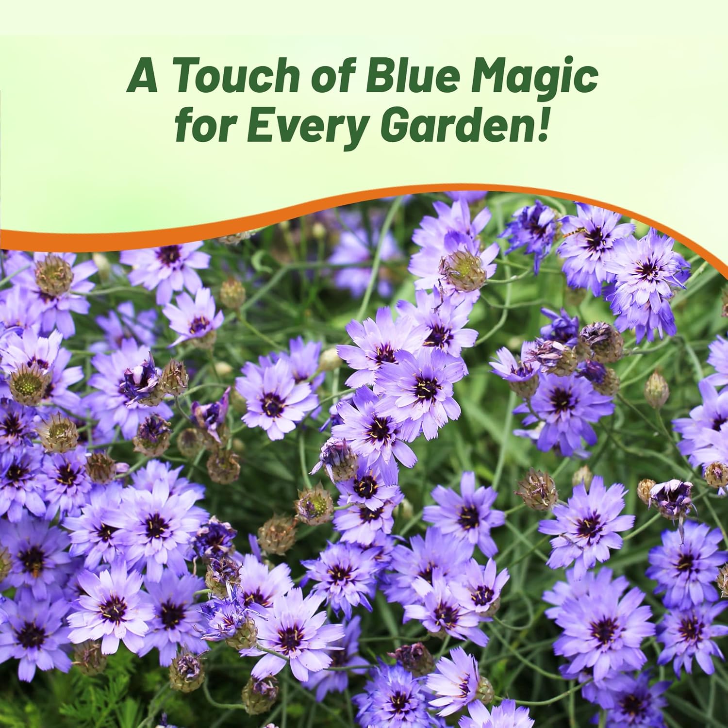 Love Plant Blue Cut Flowers