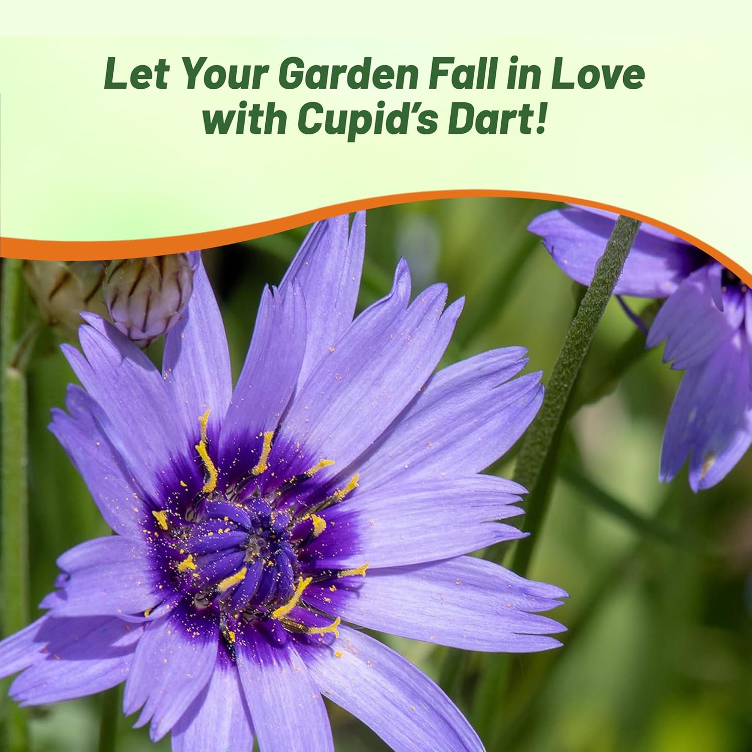 Cupids Dart Blue Pollinating Flowers For Bees