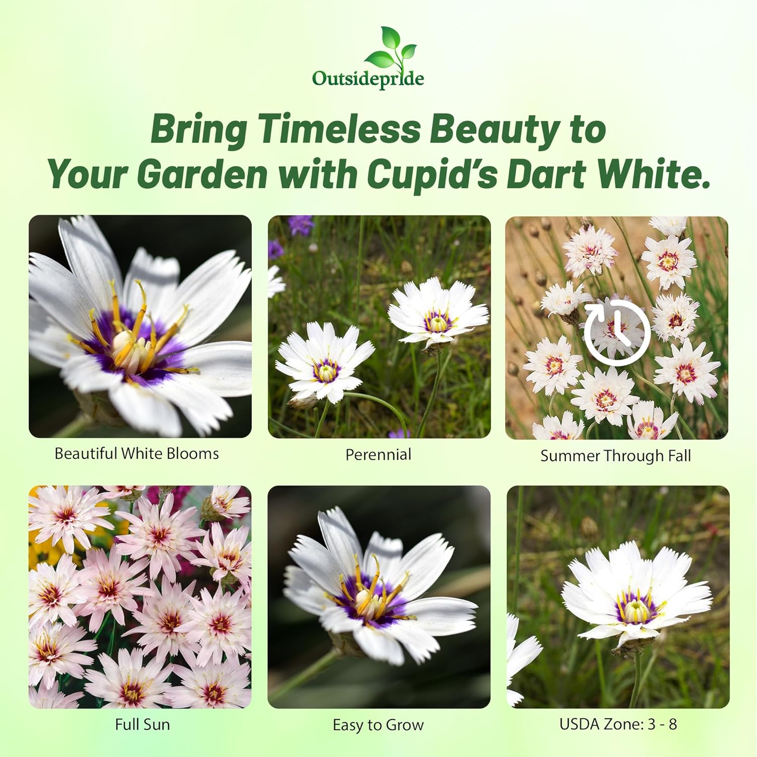 Catananche Caerulea White Flower Garden