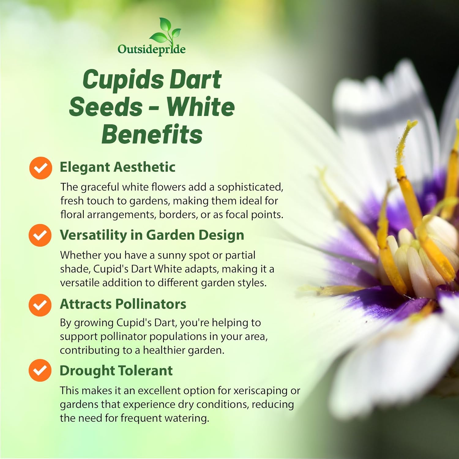 Cupids Dart White Flower Garden