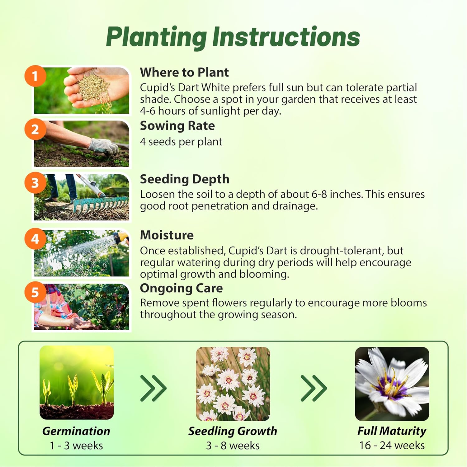 Cupids Dart White Flower Seed Planting Directions