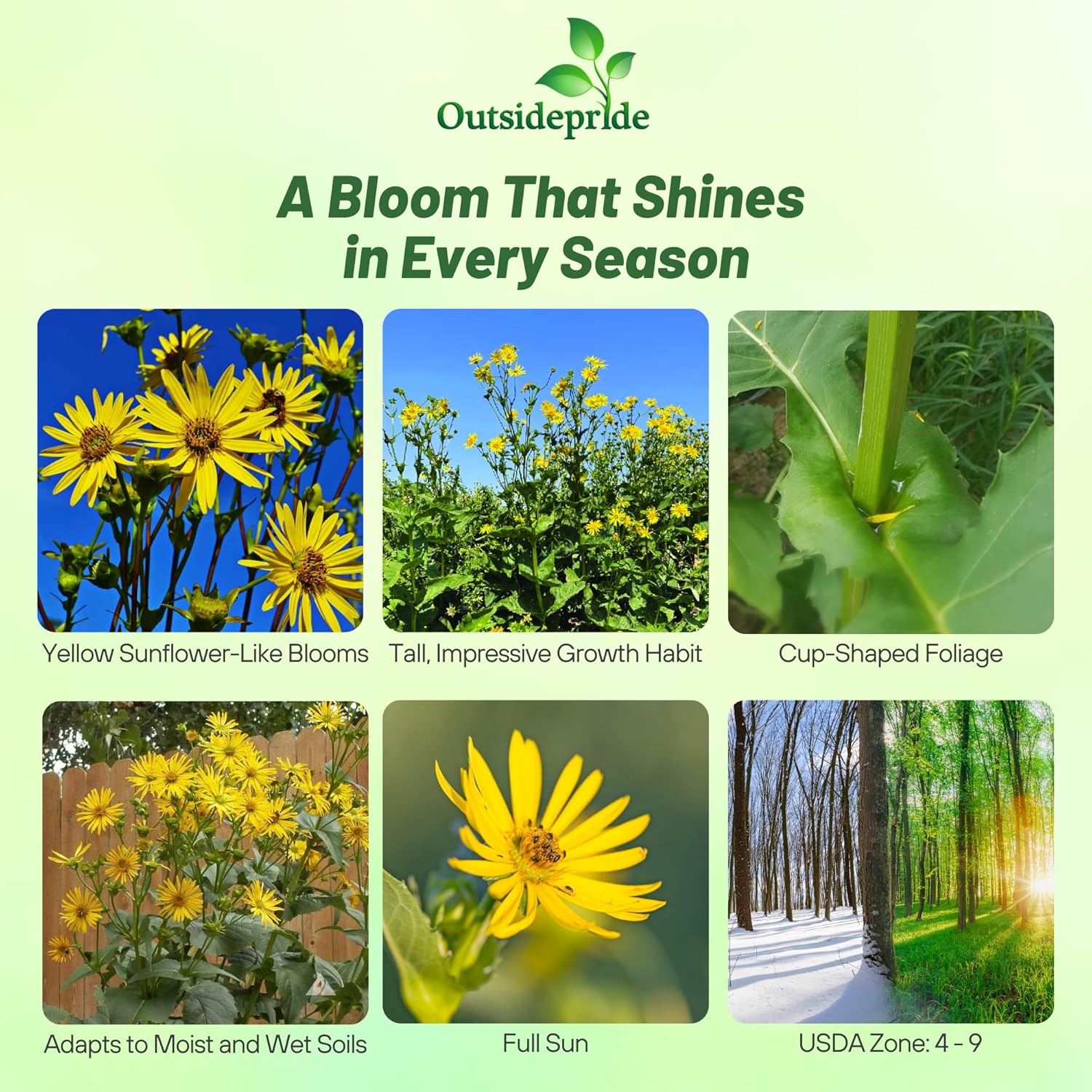 Silphium Perfoliatum Flower Garden
