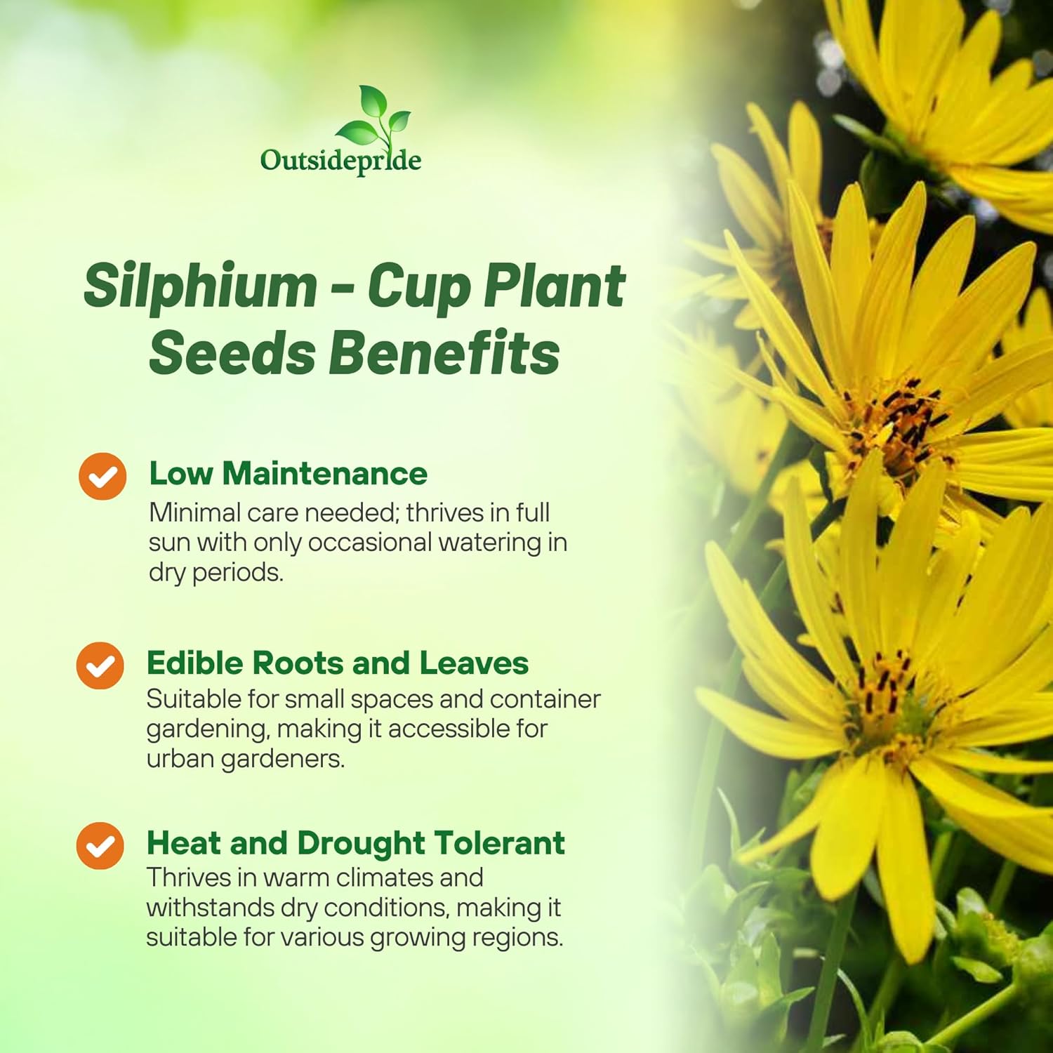 Tall Cup Plant Flower Garden