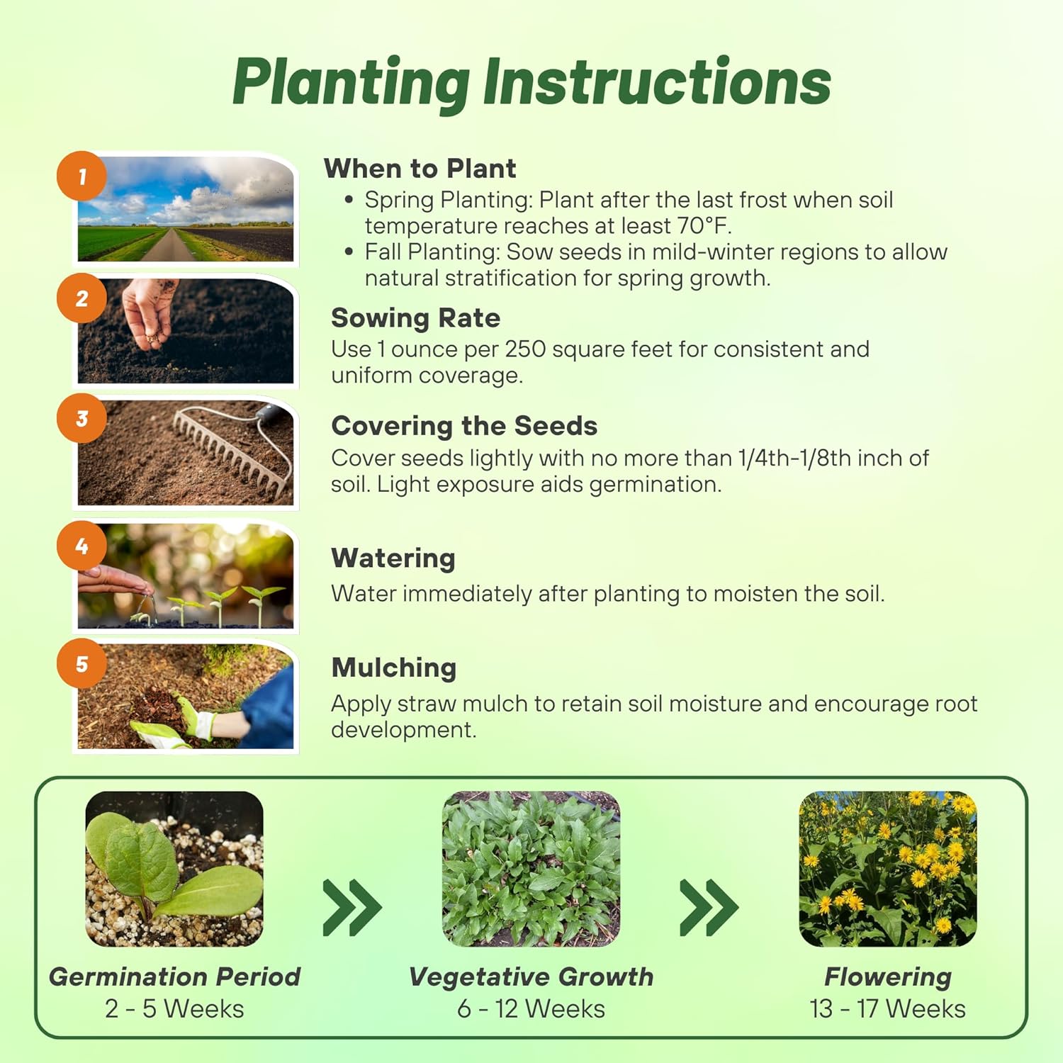 Cup Plant Flower Seed Planting Directions