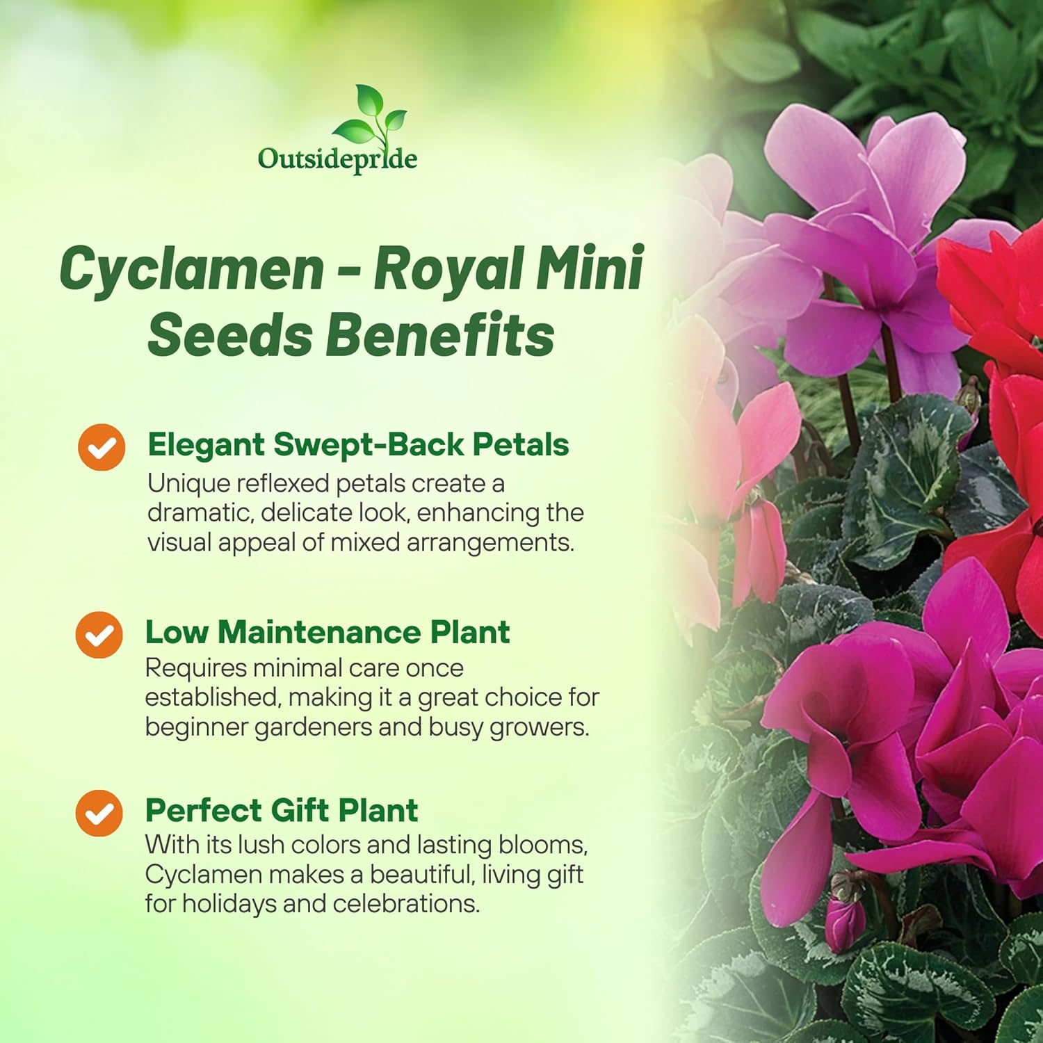 Annual Cyclamen Royal Mini Flower Garden