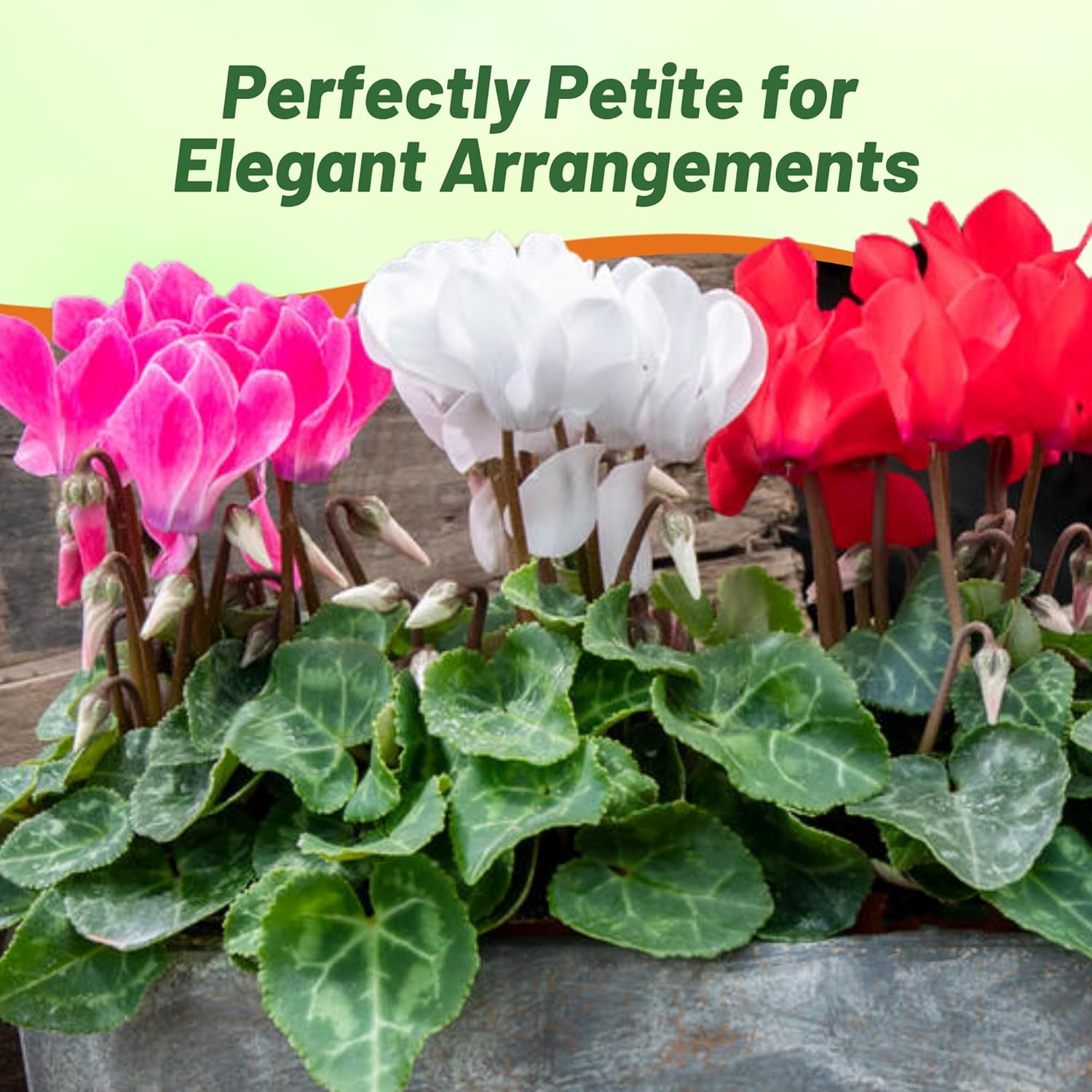Partial Shade Cyclamen Royal Mini Cut Flowers