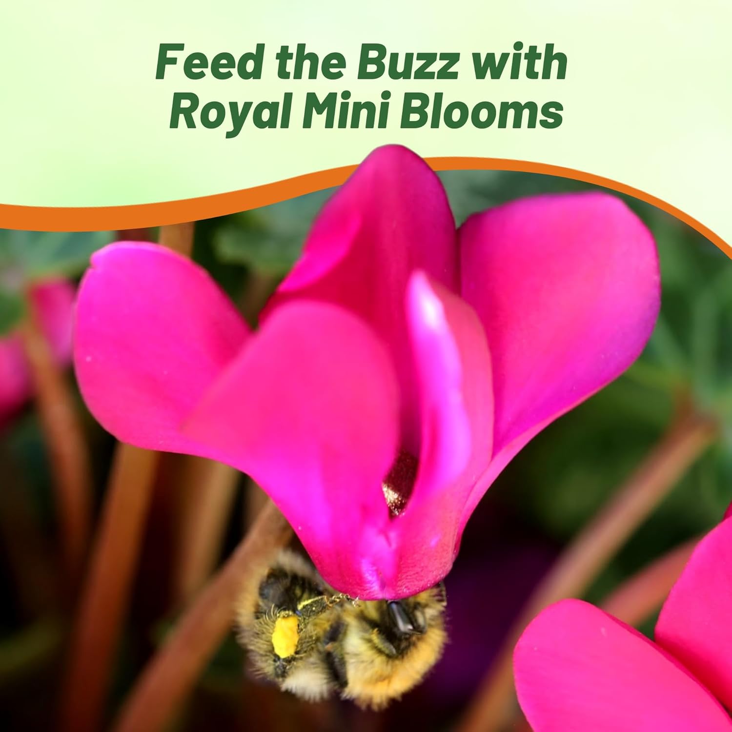 Cyclamen Royal Mini Pollinating Flowers For Bees