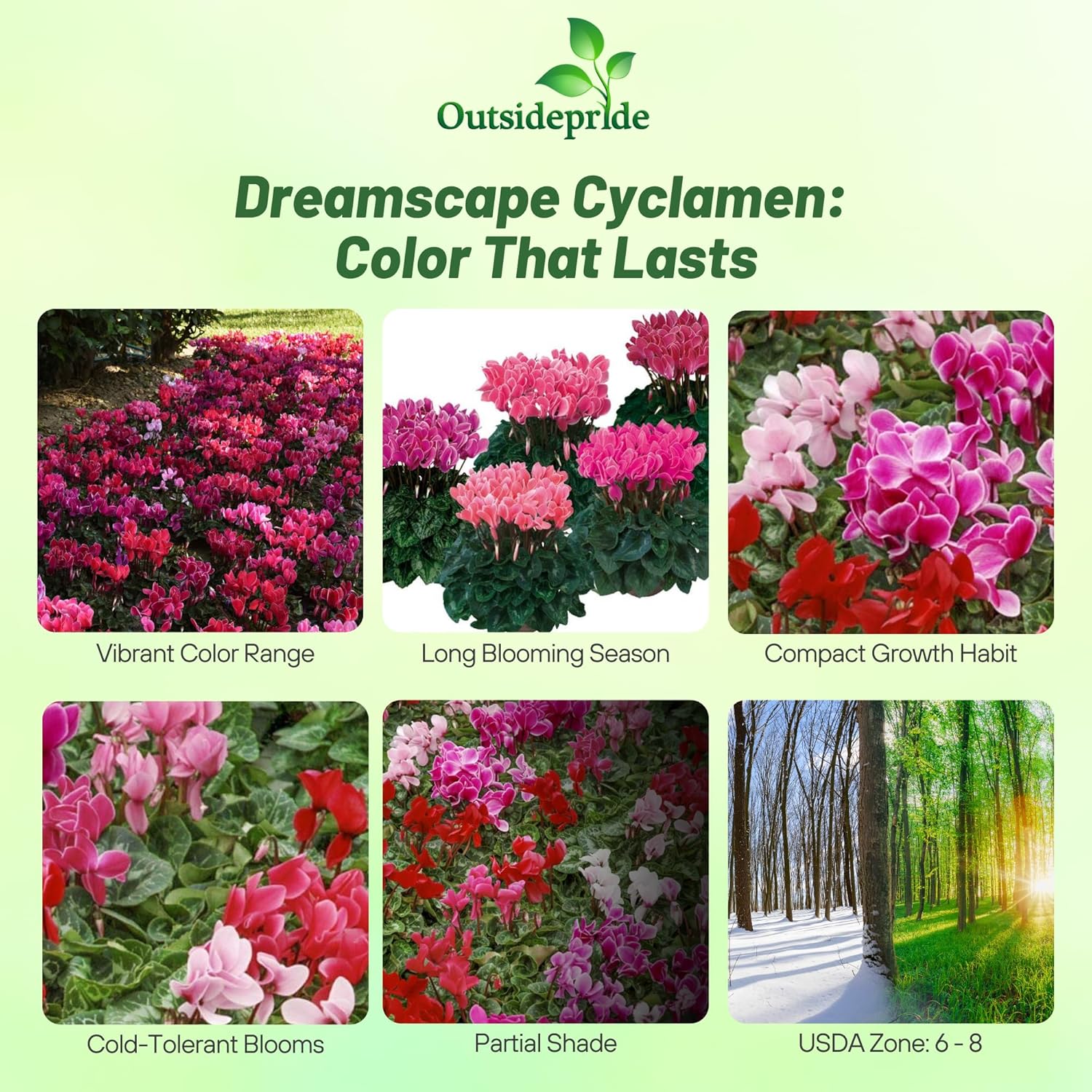 Cyclamen Periscum Dreamscape Flower Garden