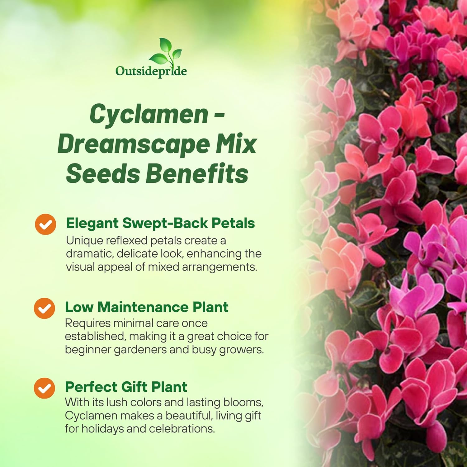 Annual Cyclamen Dreamscape Flower Garden