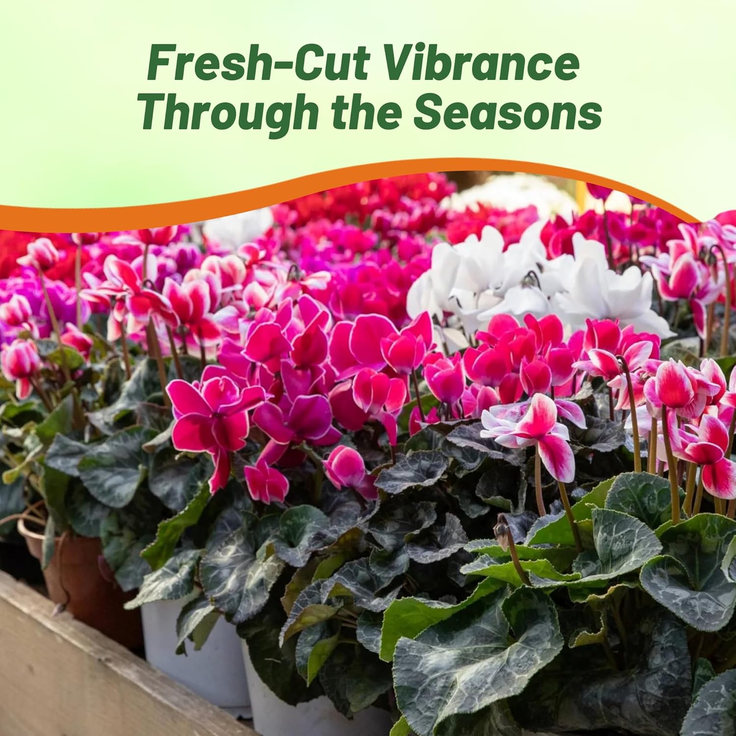 Partial Shade Cyclamen Dreamscape Cut Flowers