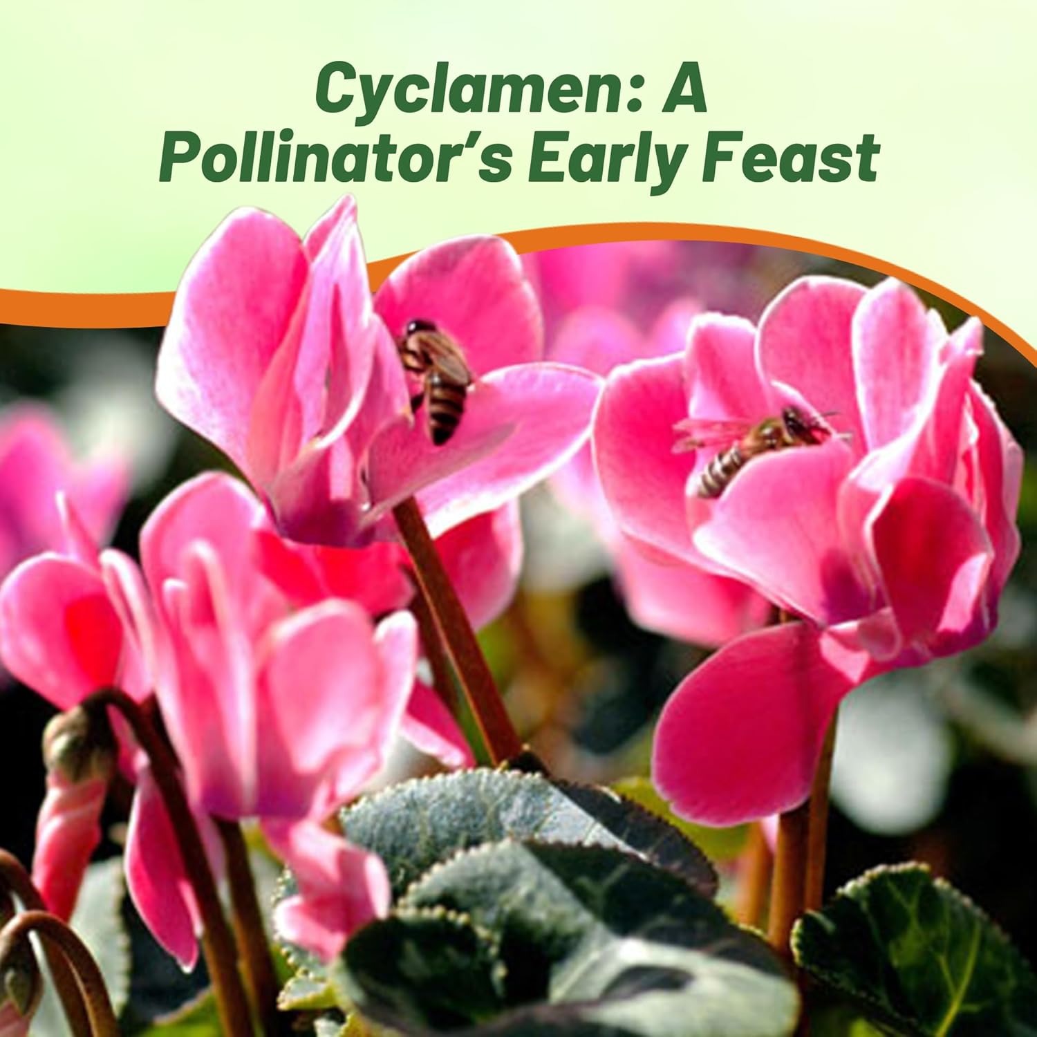Cyclamen Dreamscape Pollinating Flowers For Bees