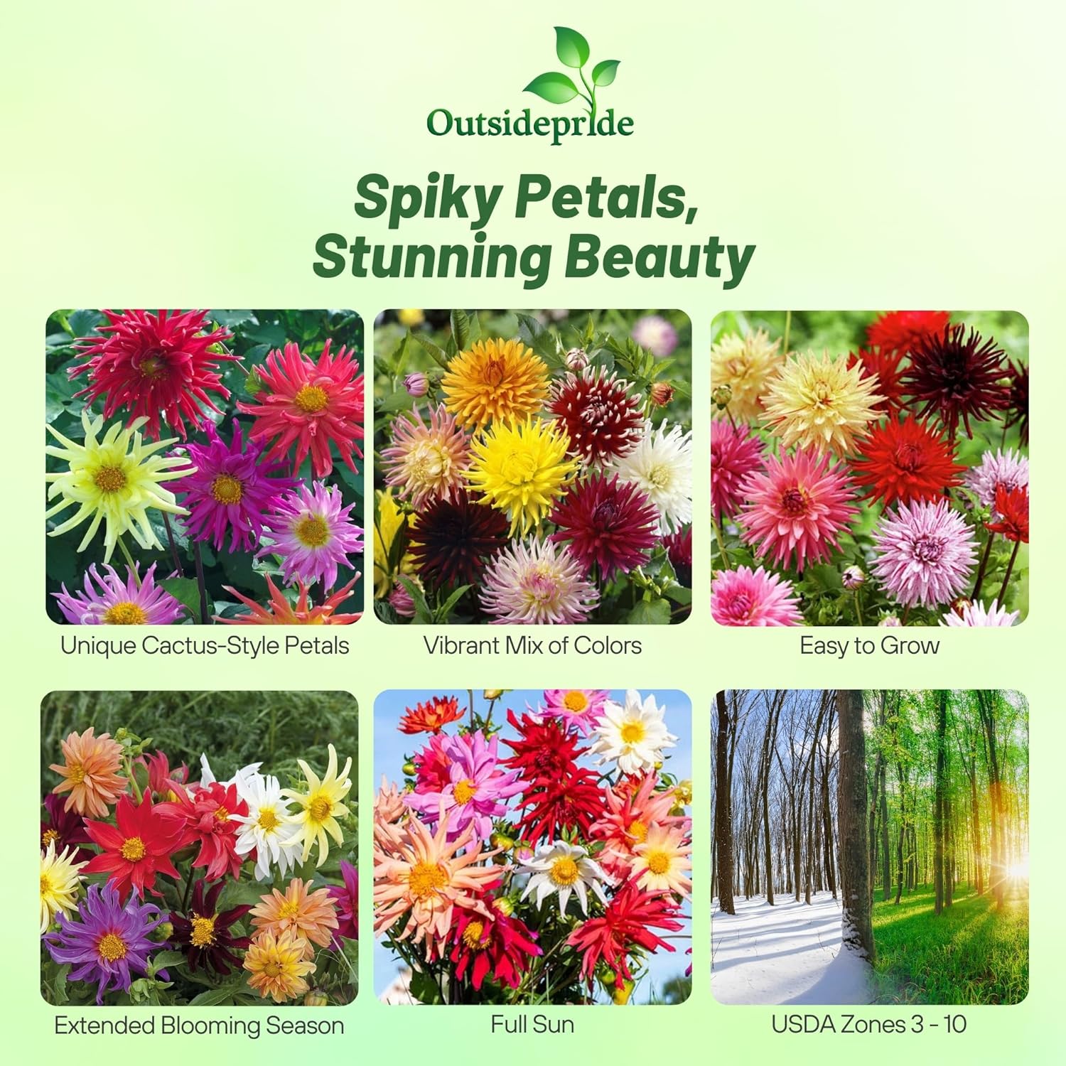 Perennial Dahlia Cactus Flower Seed Mix