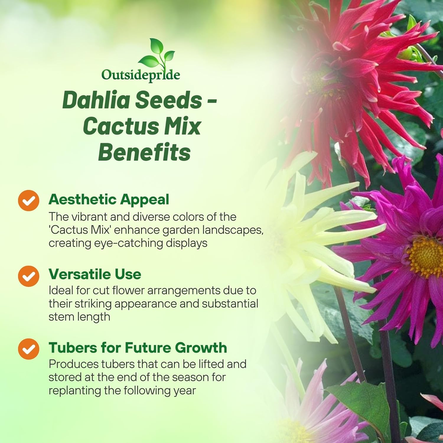 Dahlia Variabilis Cactus Mix