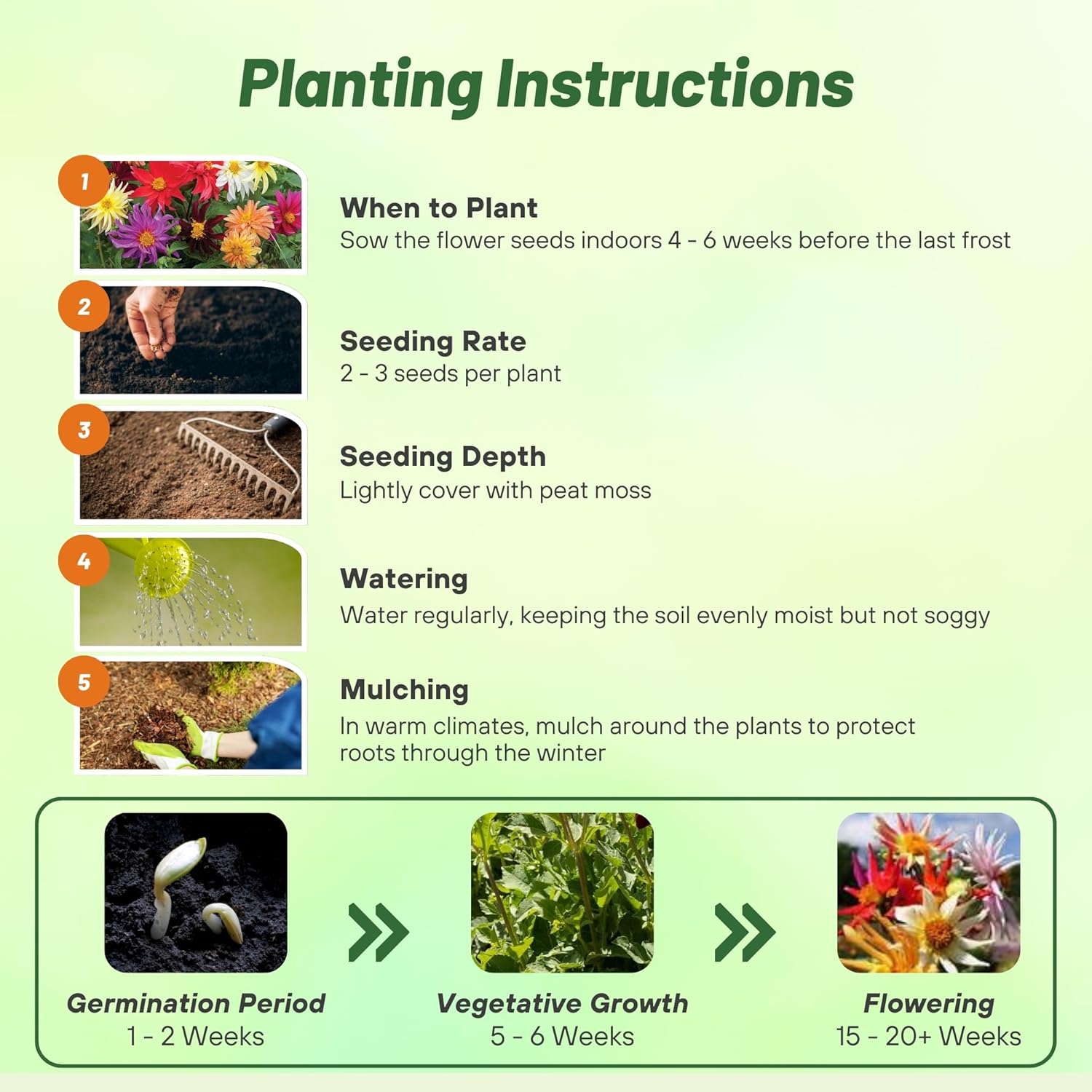 Dahlia Cactus Planting Directions