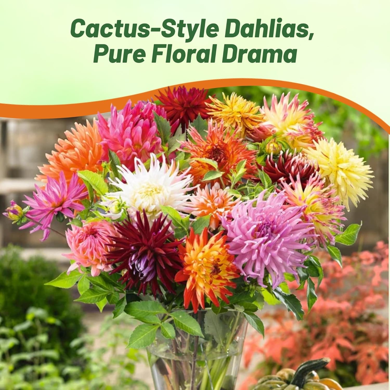 Dahlia Cactus Flower Seeds