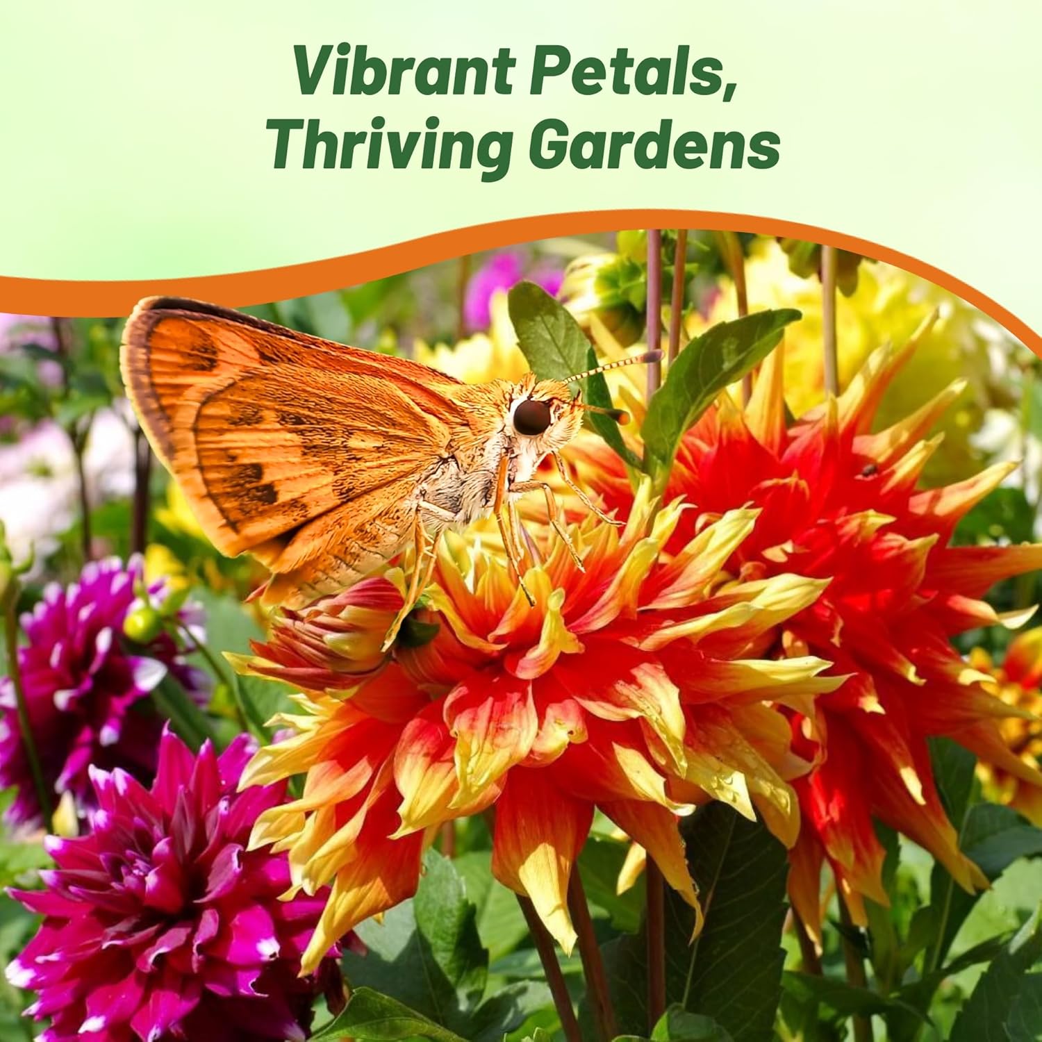 Dahlia Cactus Cut Flower Vase