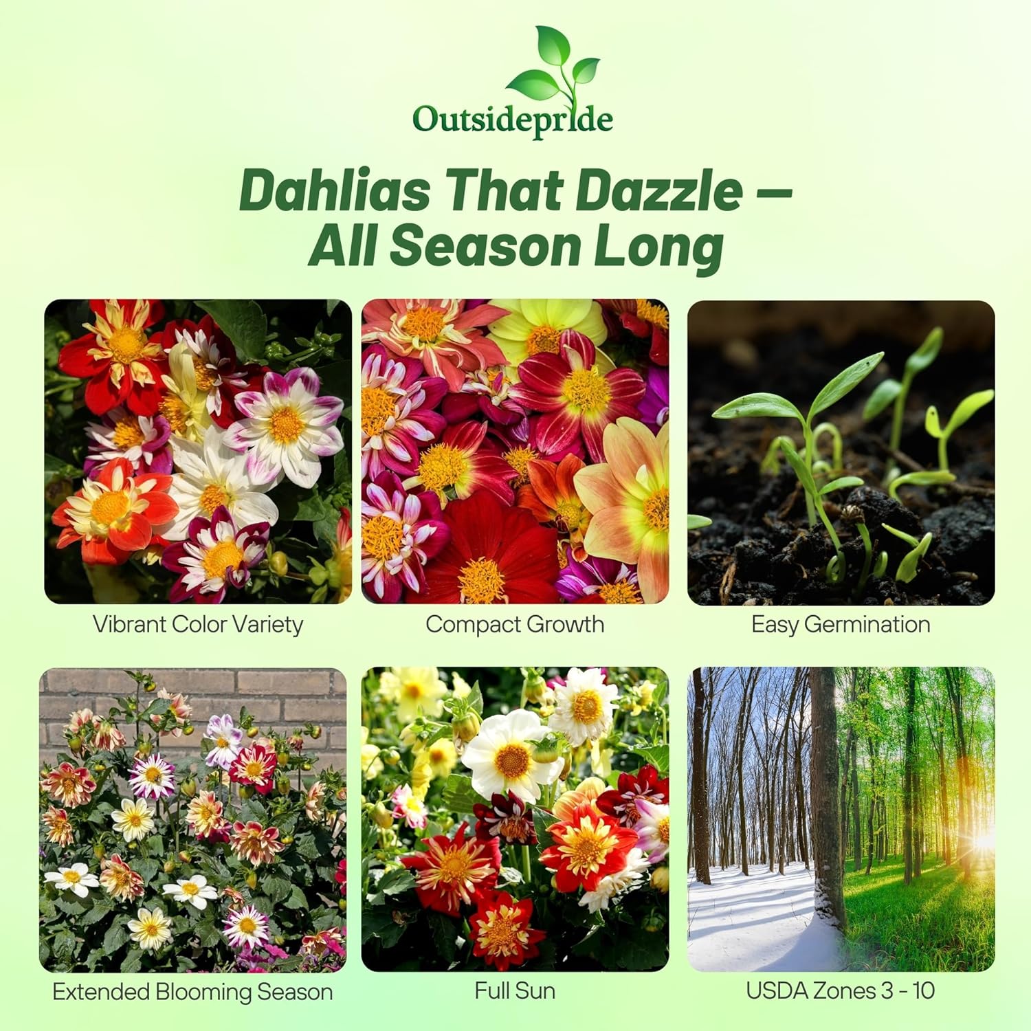 Dahlia Dandy Container Flowers