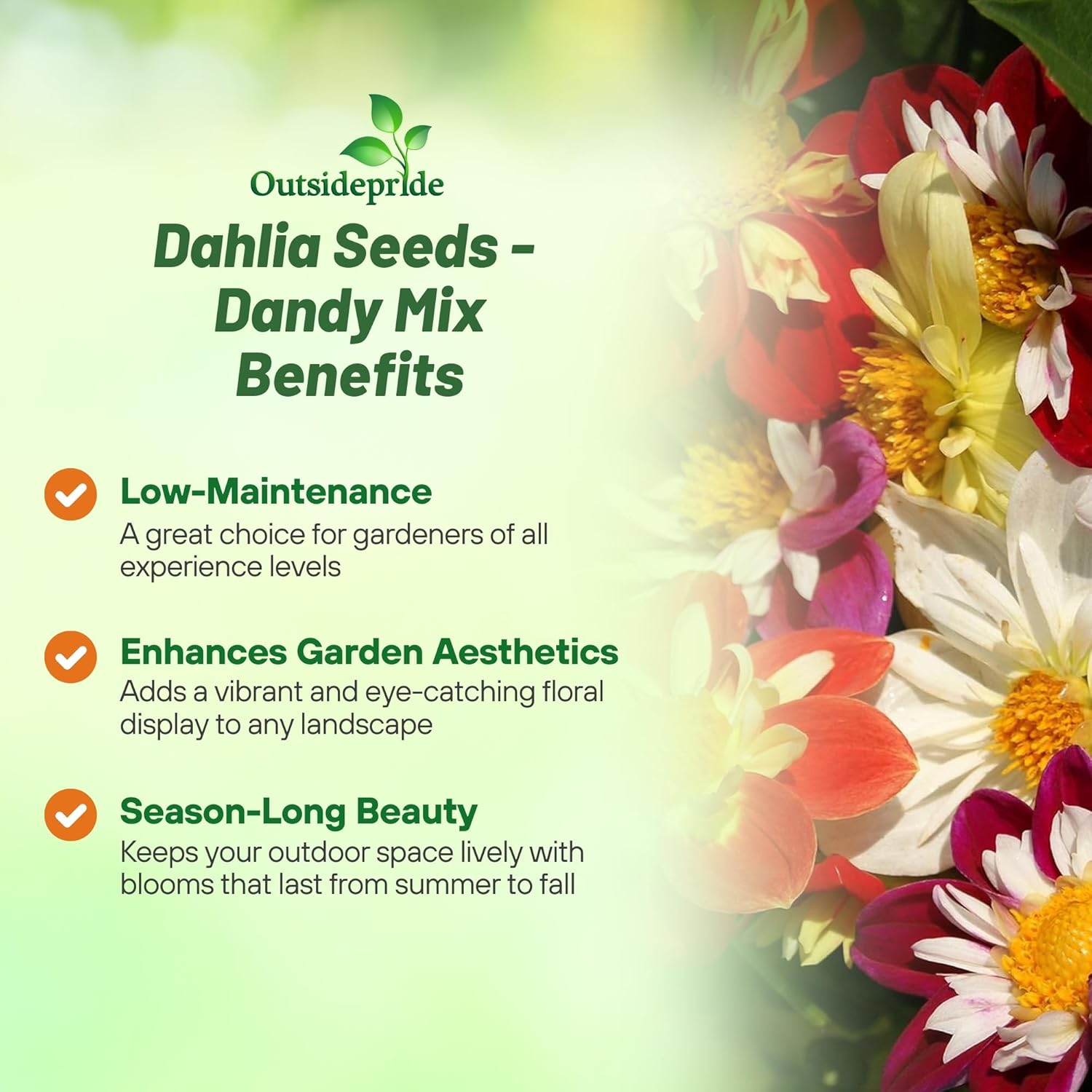 Dahlia Dandy Seed Mix
