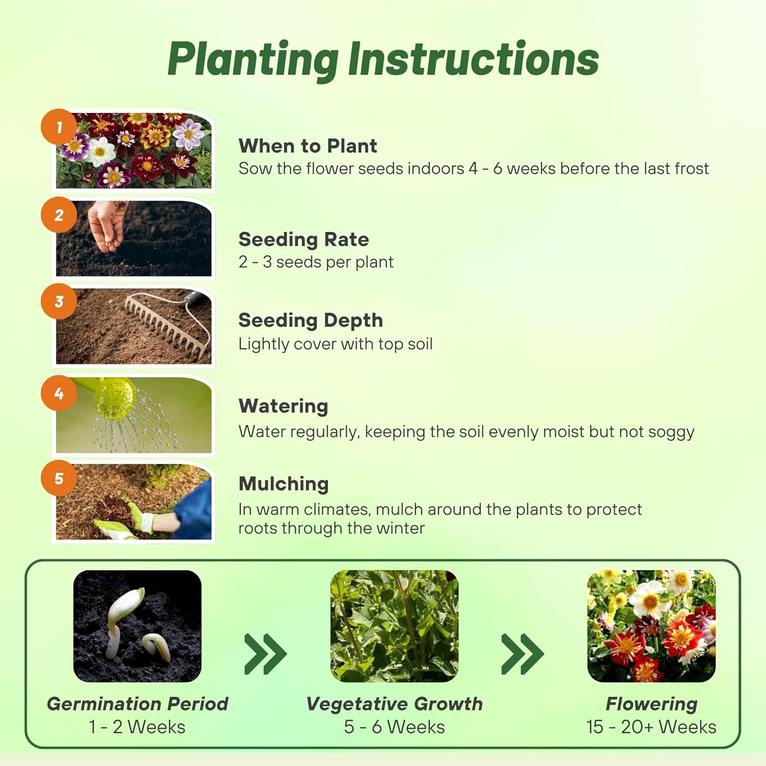 Dahlia Dandy Planting Directions