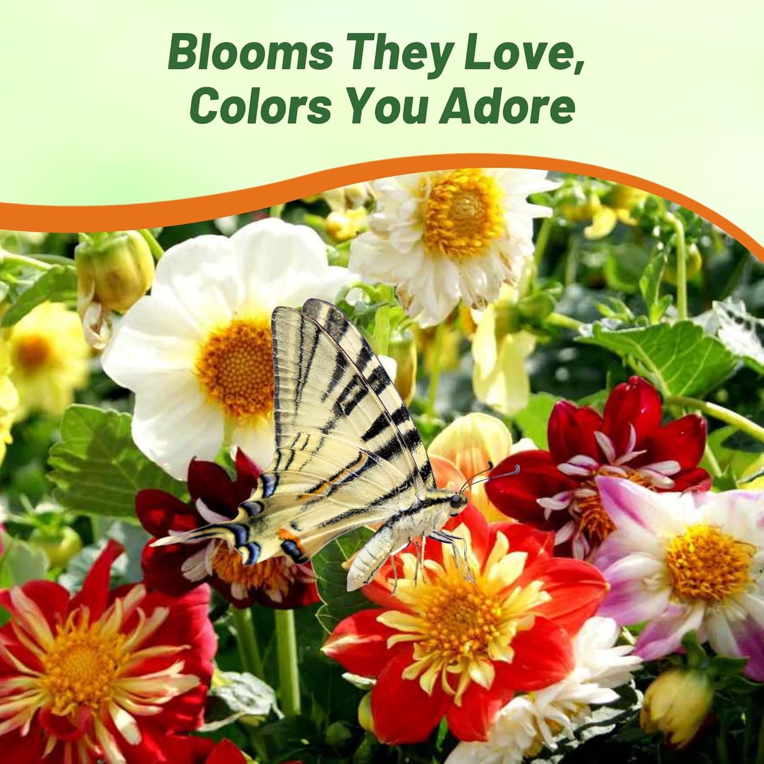 Dahlia Dandy Flower Garden Mix