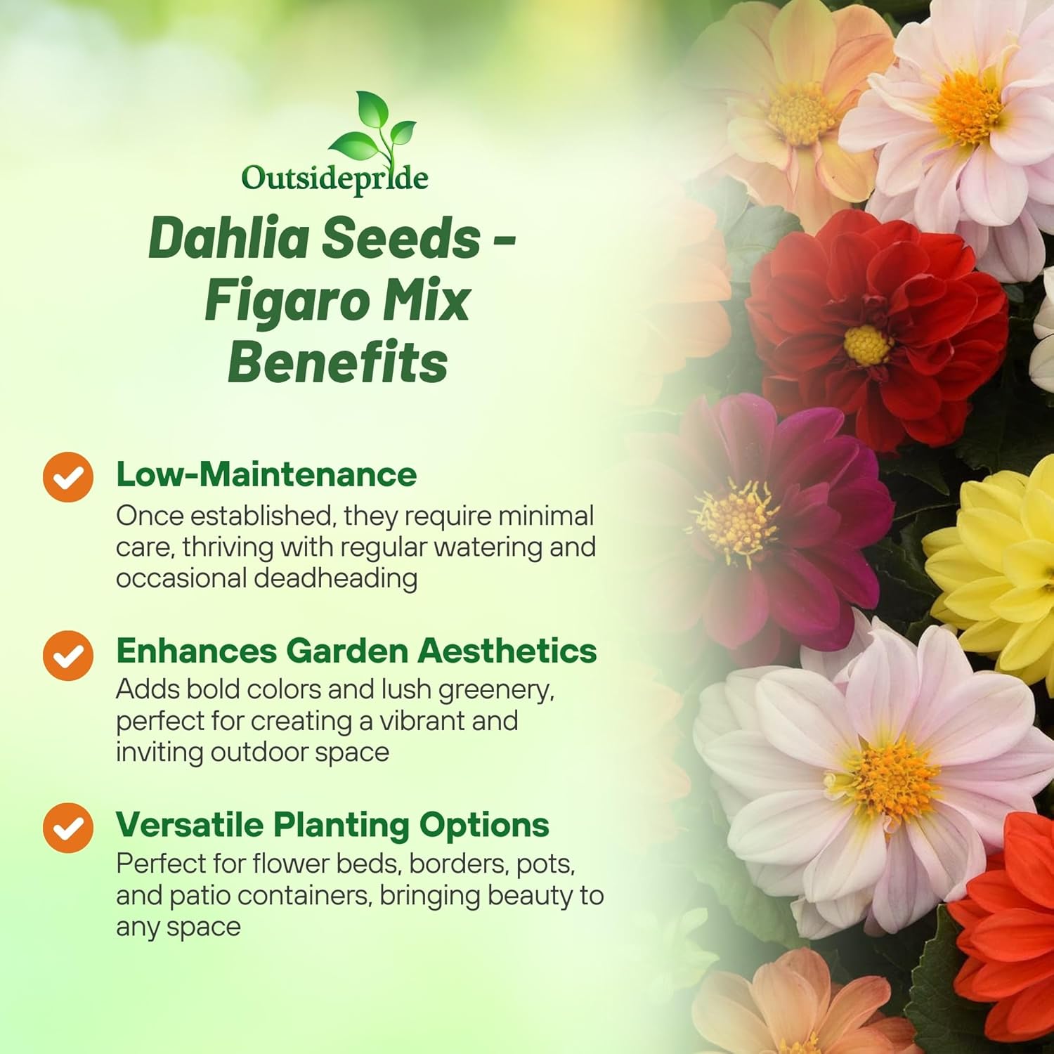 Dahlia Figaro Flower Garden Mix