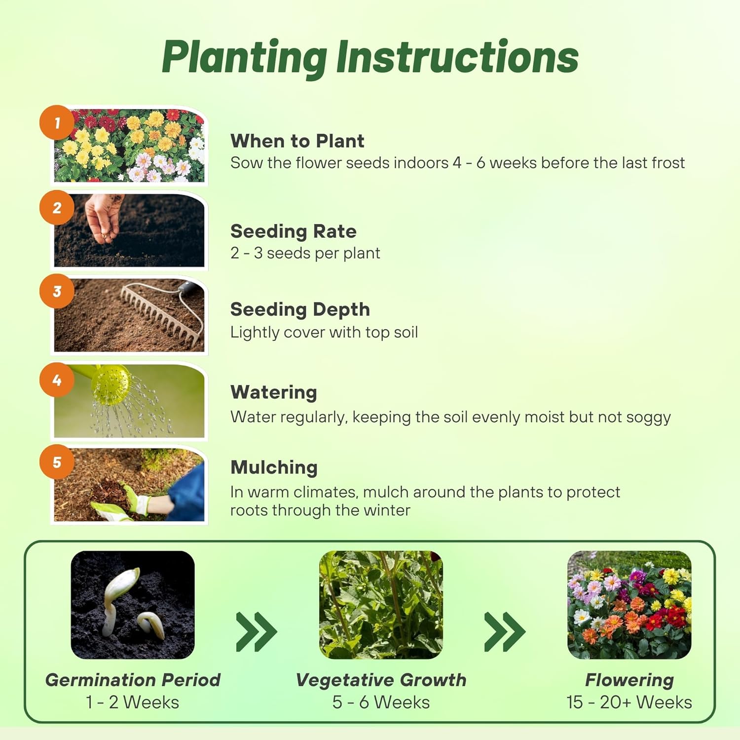 Dahlia Figaro Flower Seed Planting Directions