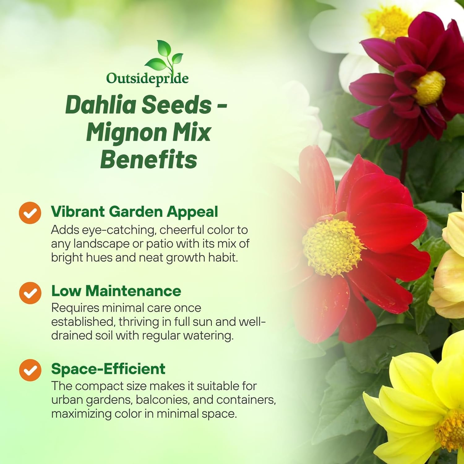 Dahlia Mignon Mix Uses