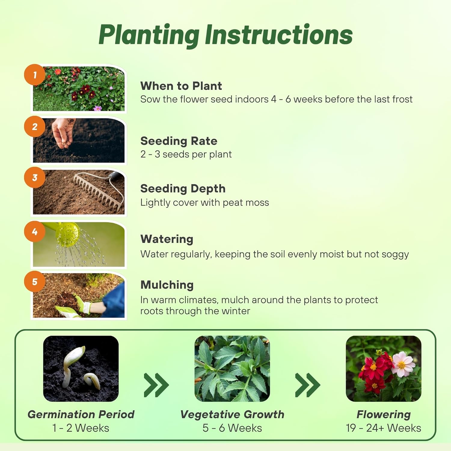Dahlia Mignon Seed Mix Planting Directions