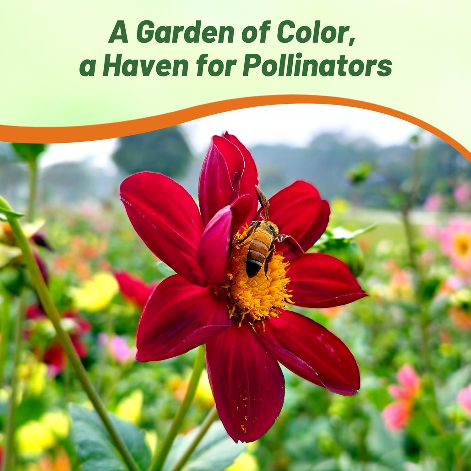Dahlia Mignon Pollinaor Mix