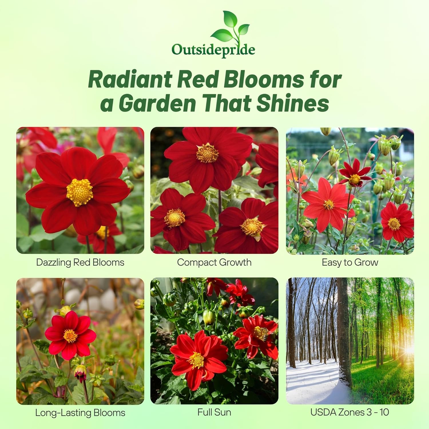 Dahlia Mignon Red Flower Images