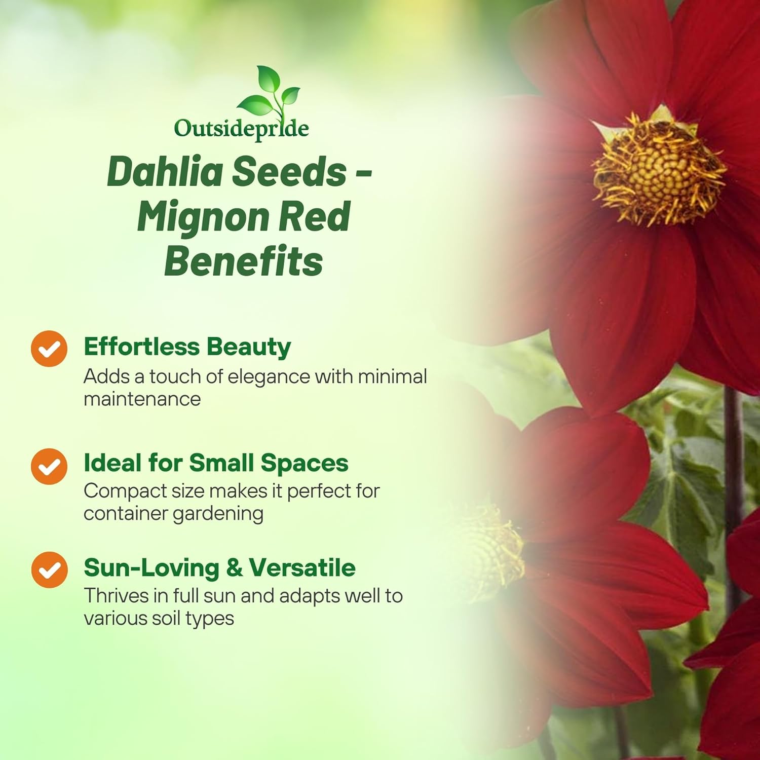 Drought Tolerant Dahlia Mignon Red Flowers