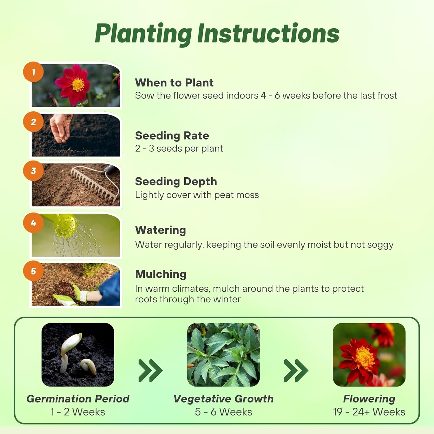 Dahlia Mignon Red Flower Planting Directions