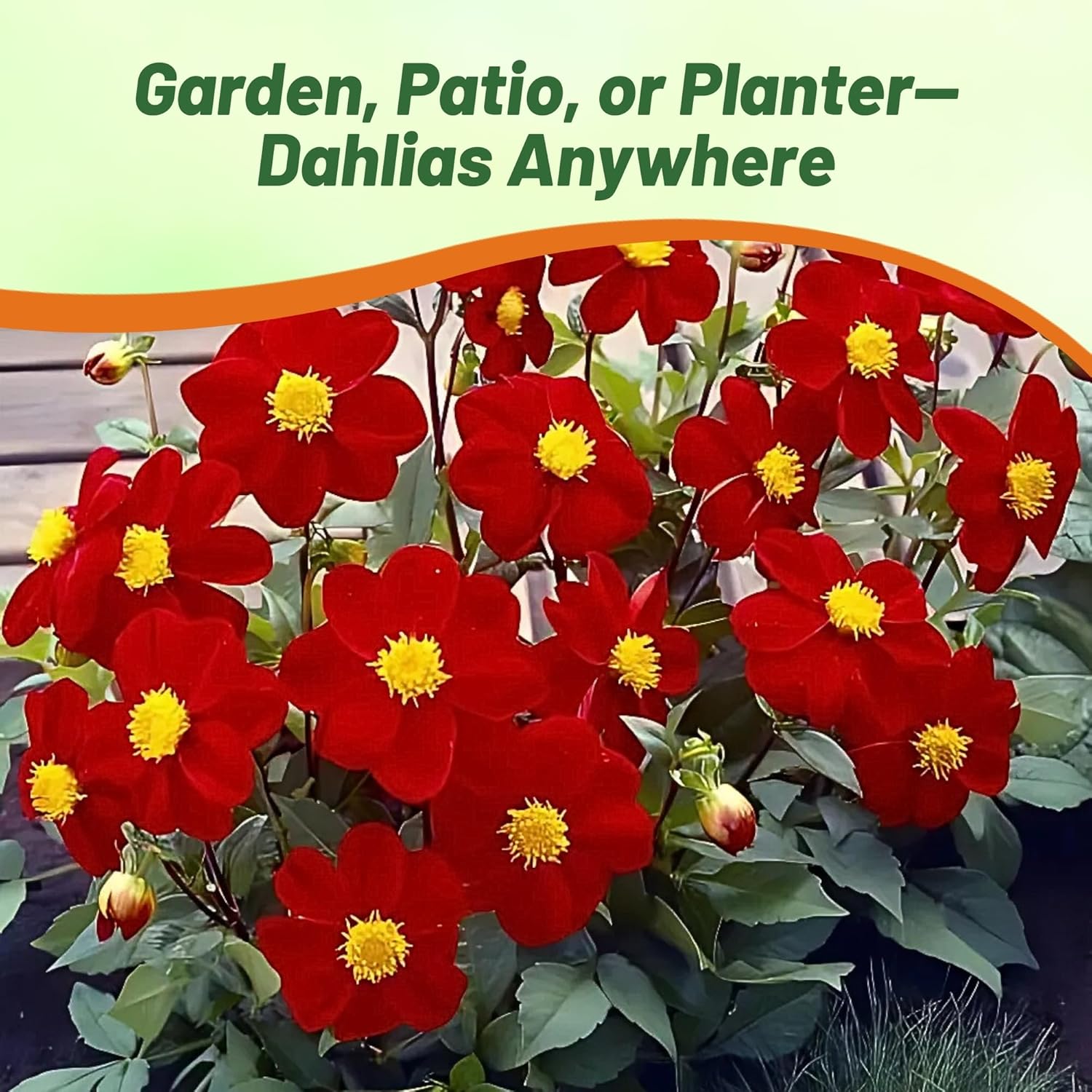 Dahlia Mignon Red Garden Flowers