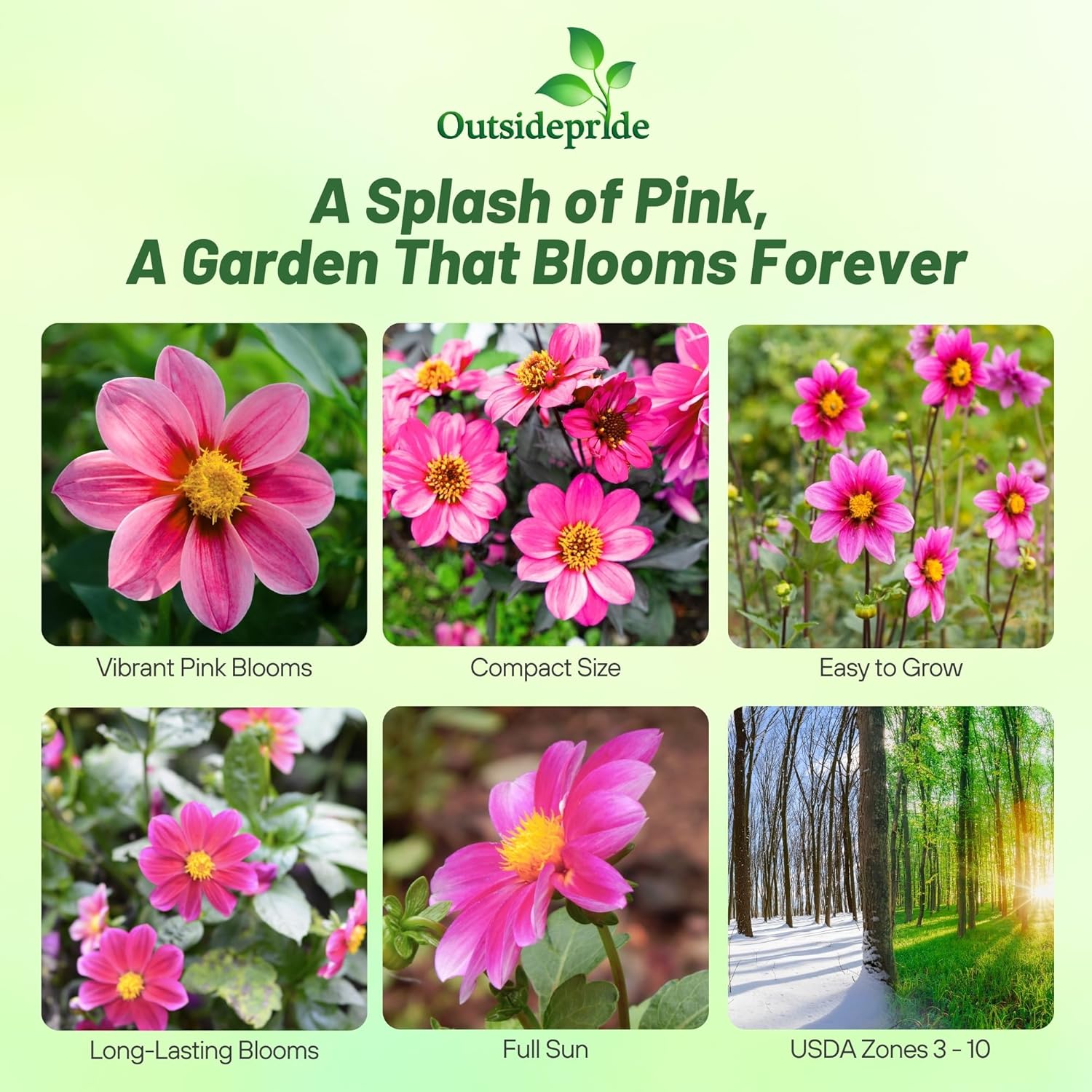Dahlia Rose Garden Flower Seeds