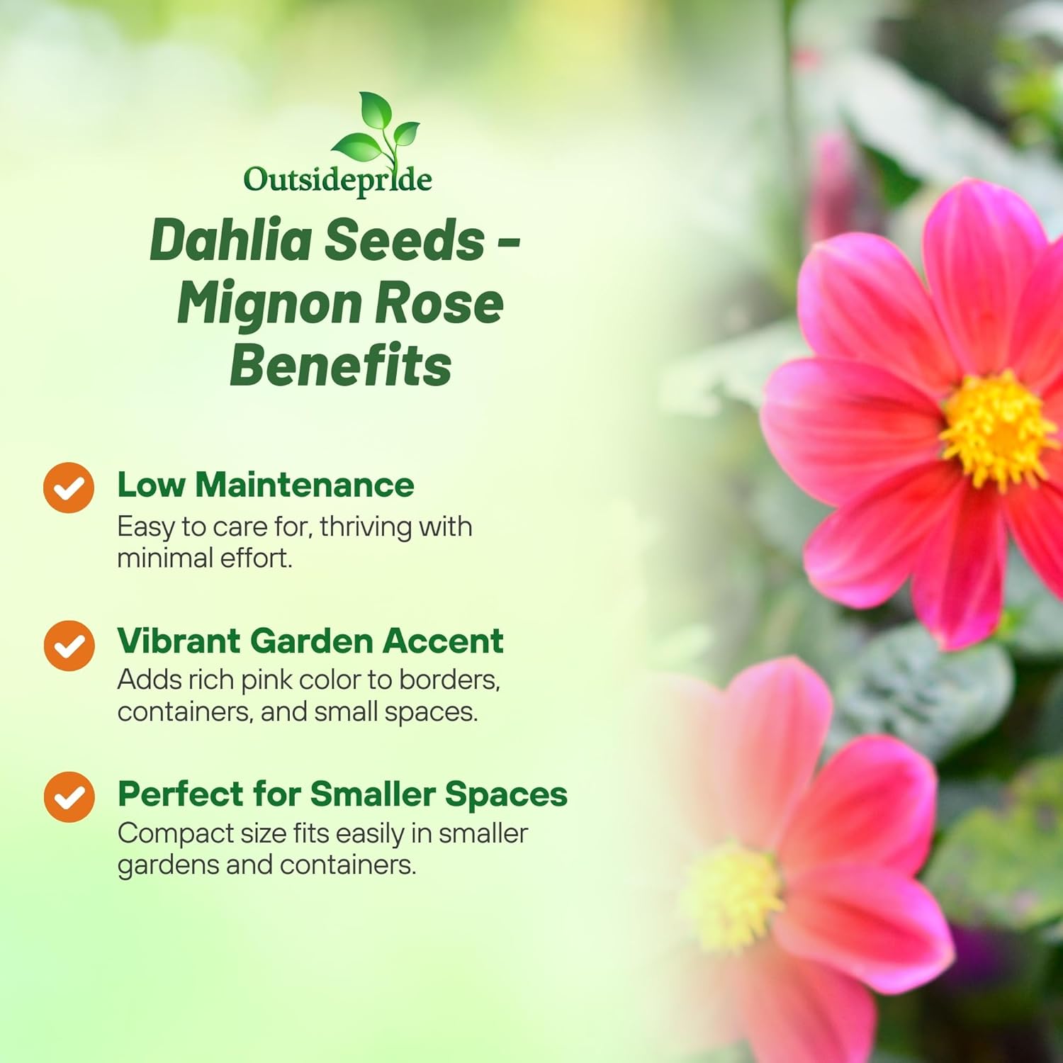Dahlia Mignon Rose Cut Flowers