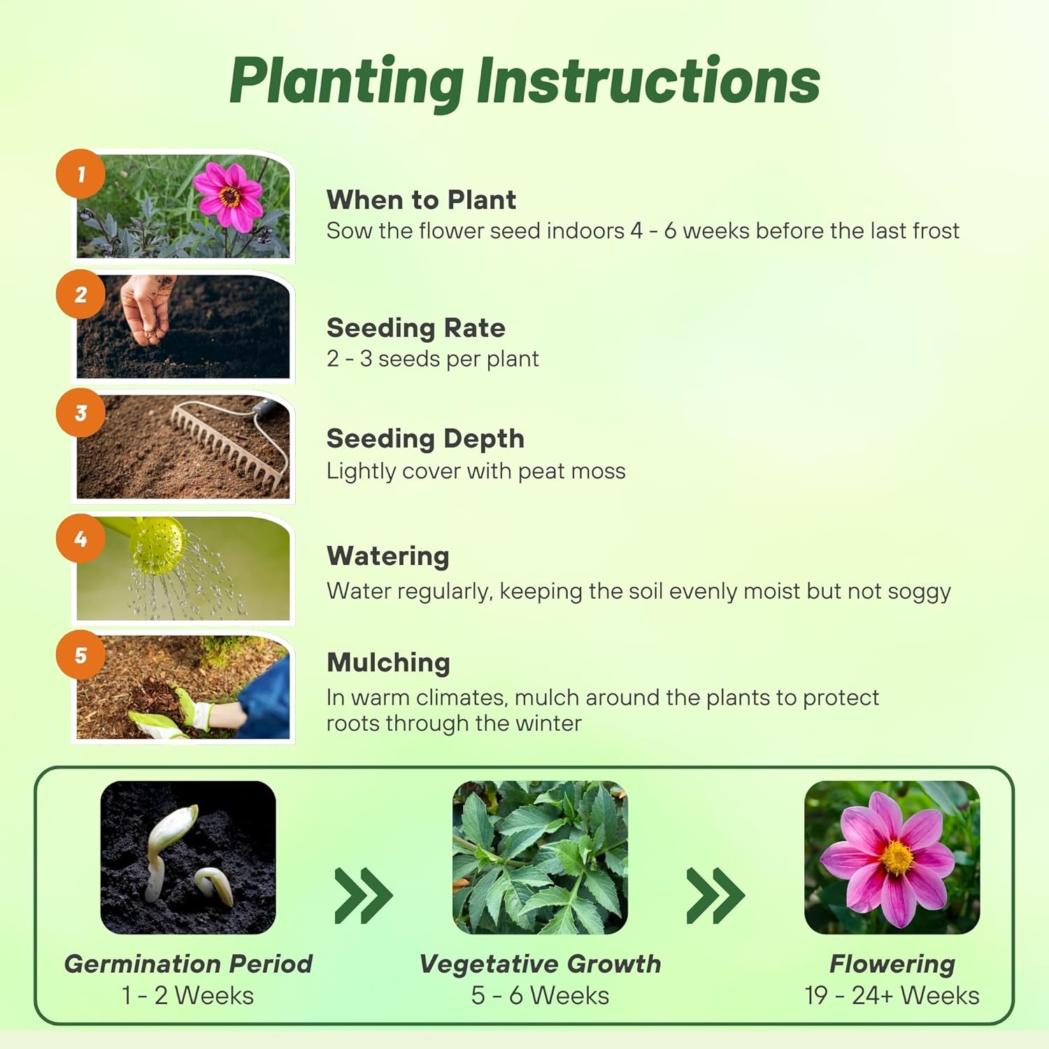 Dahlia Mignon Rose Garden Planting Directions