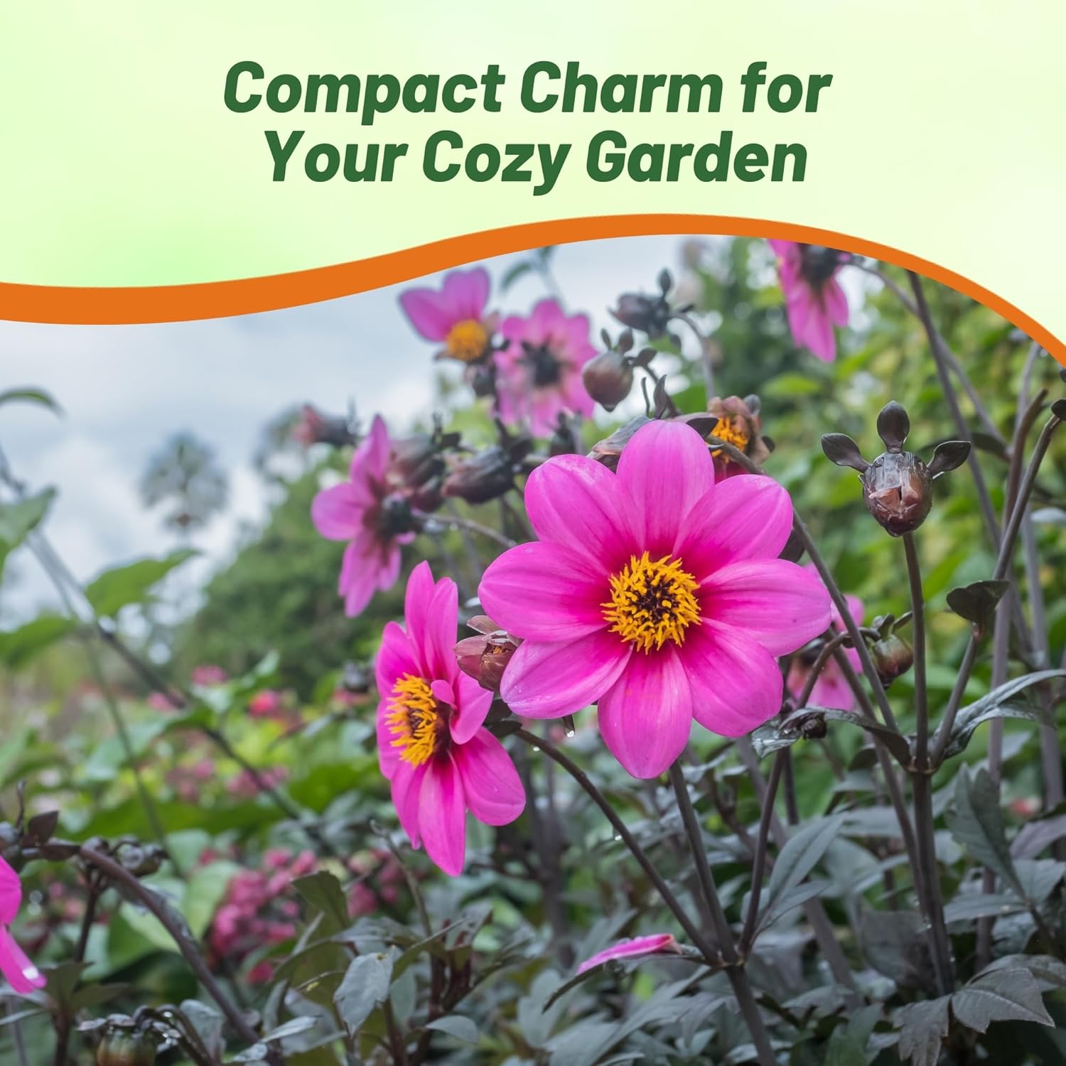 Dahlia Mignon Rose Garden Seeds