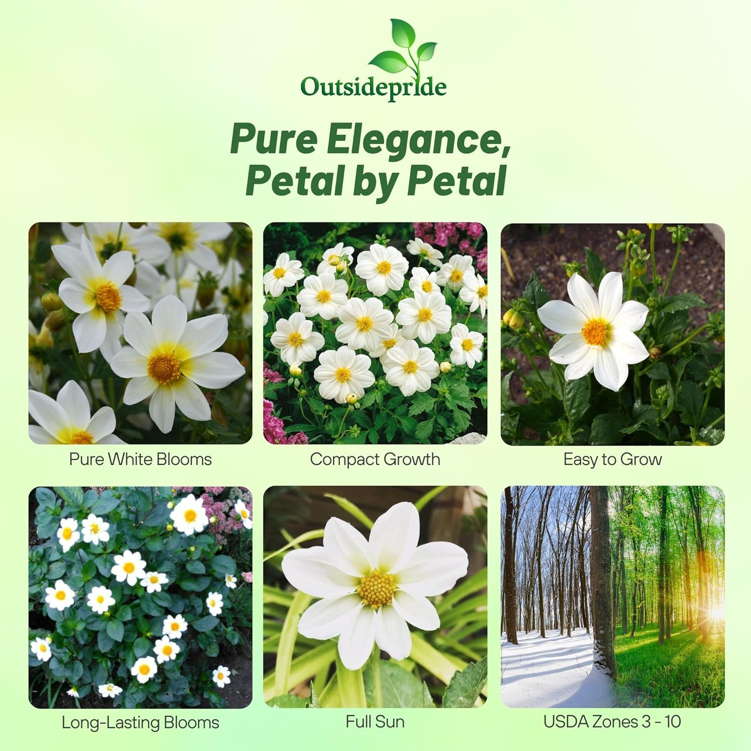 Dahlia Mignon White Drought Tolerant Flowers