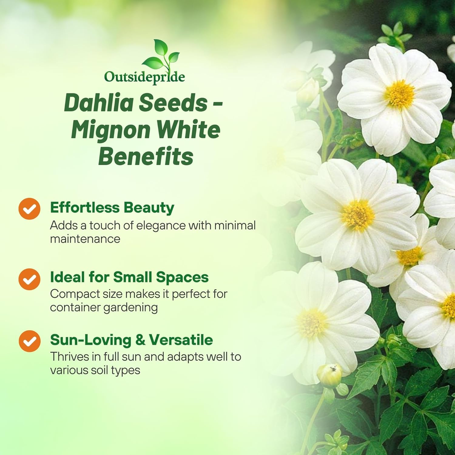 Dahlia Mignon White Garden Flowers