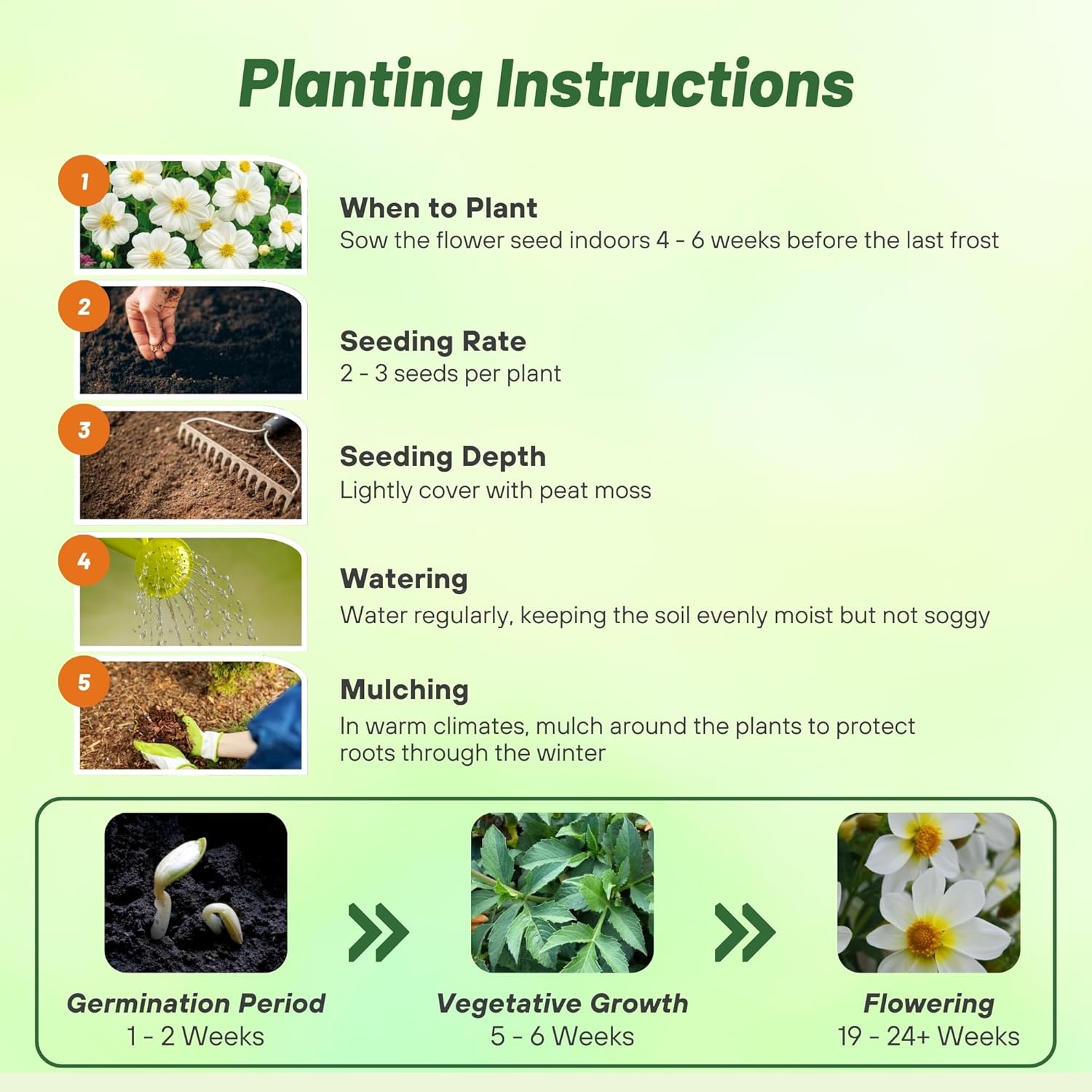 Dahlia Mignon White Planting Directions