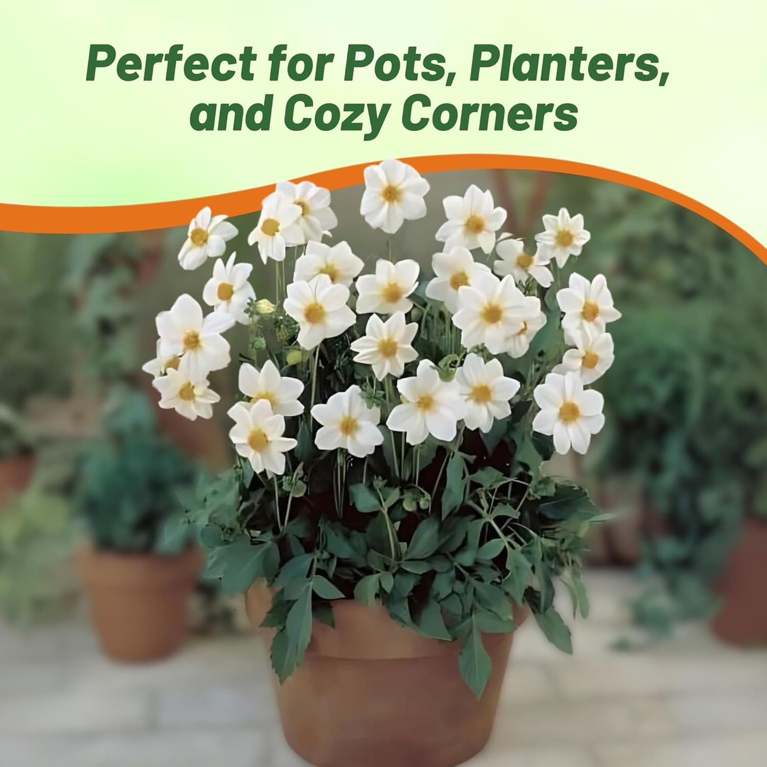 Pure White Dahlia Flower Seeds – Mignon – 15+ Fresh Seeds – Hardy Annual – Zones 4-9