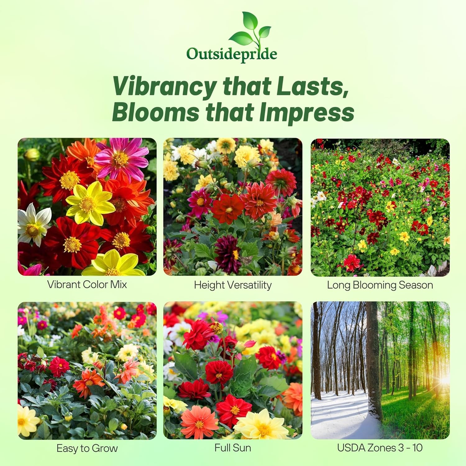 Dahlia Opera Container Plant Mix