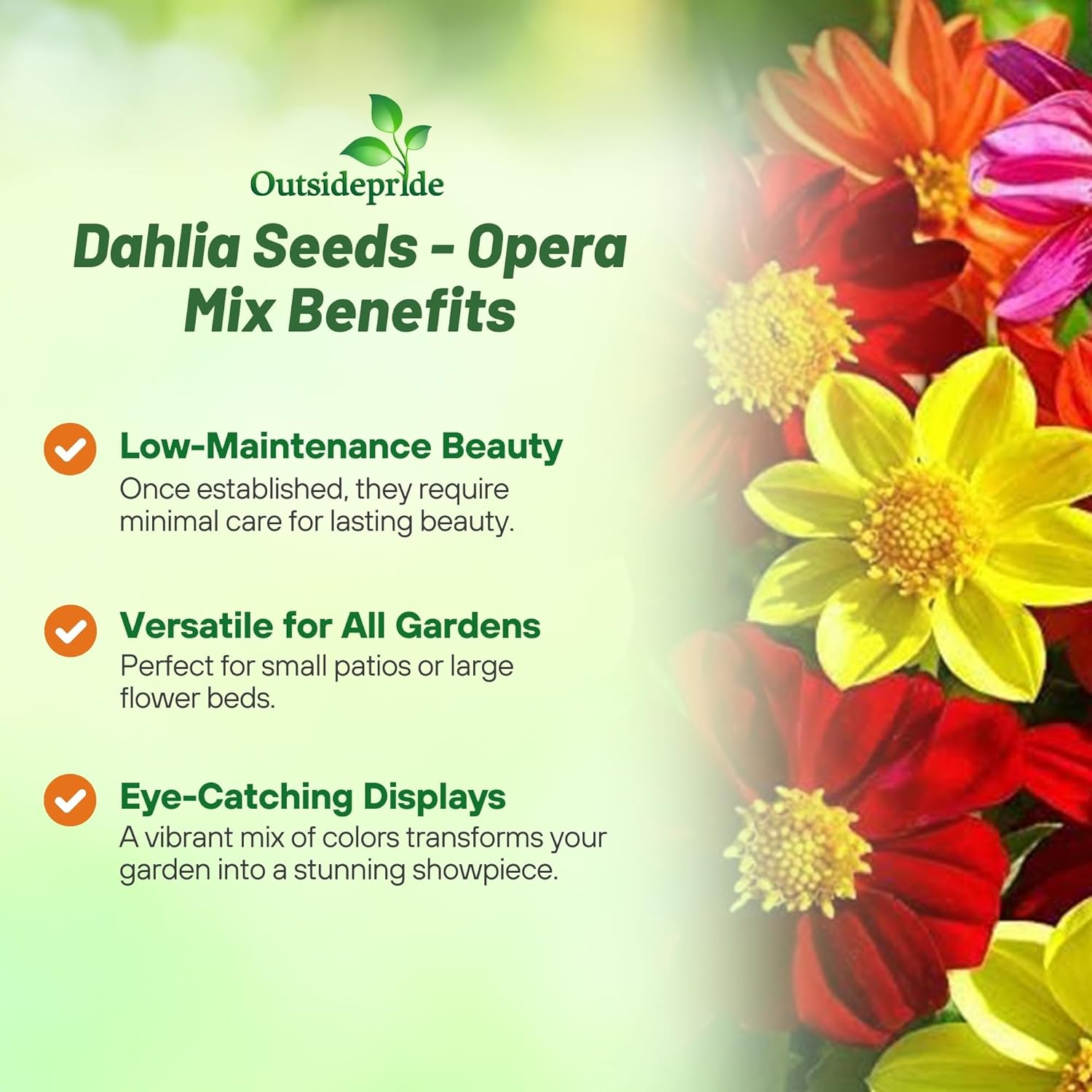 Dahlia Opera Cut Flower Mix