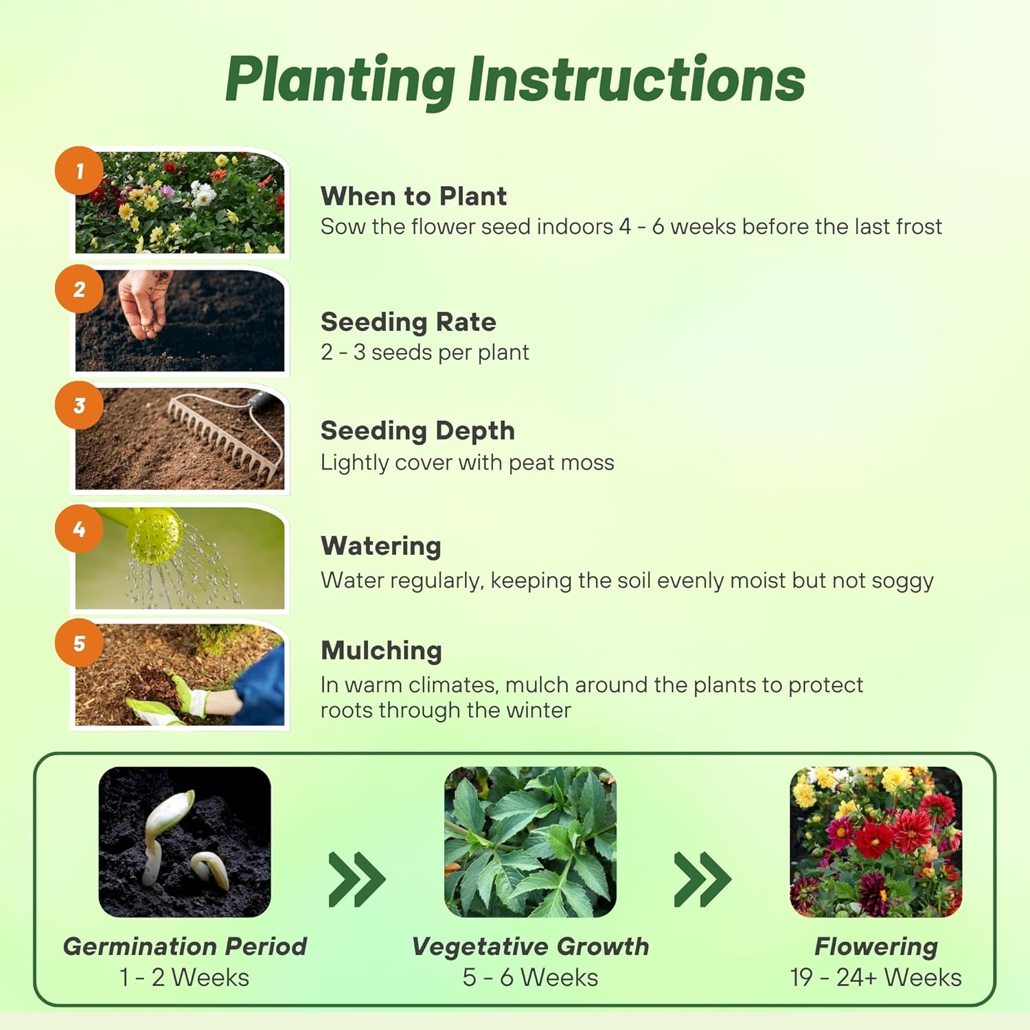 Dahlia Opera Mixture Planting Directions